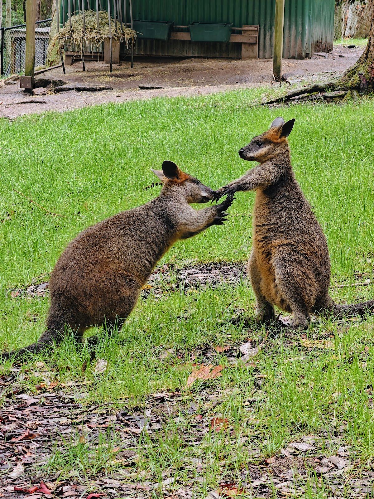 Blackbutt Nature Reserve