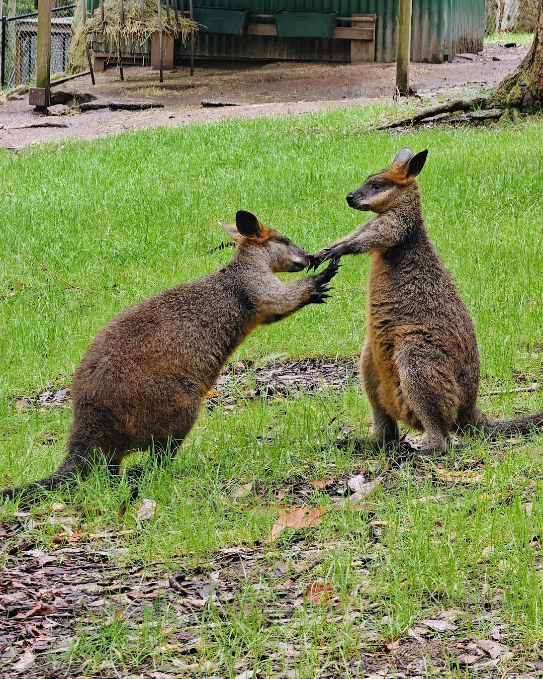 Blackbutt Nature Reserve