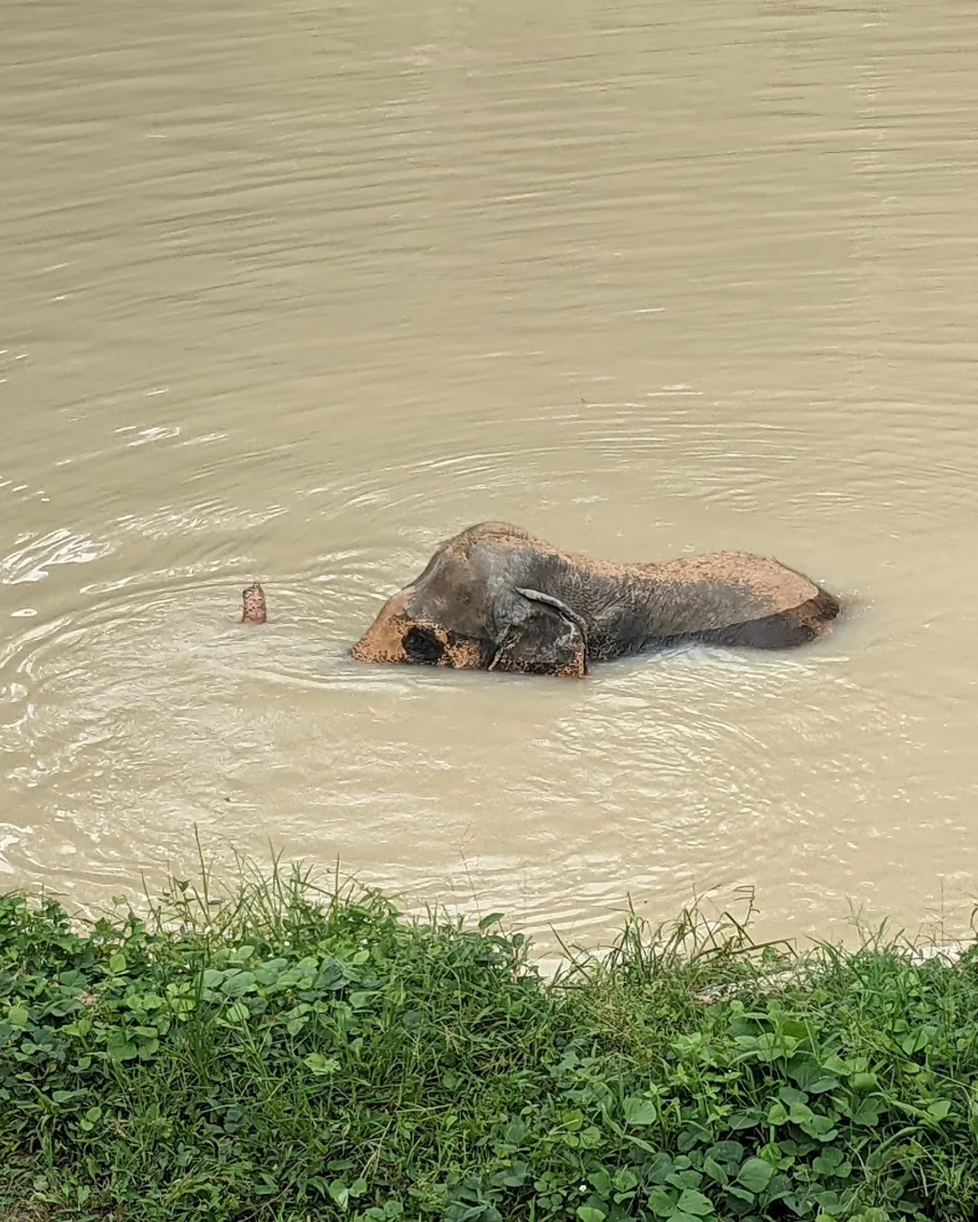 Phuket Elephant Sanctuary