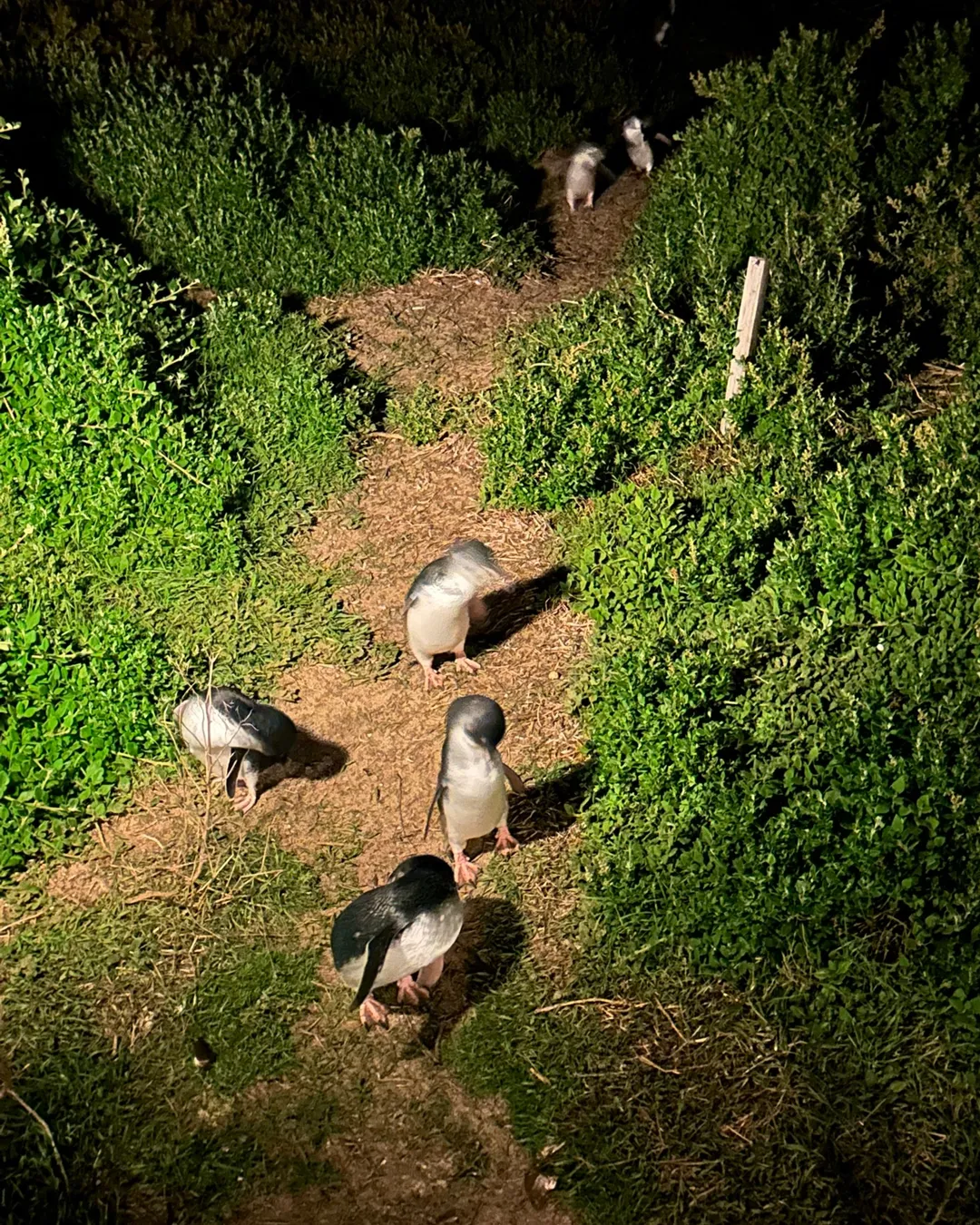 Penguin Parade