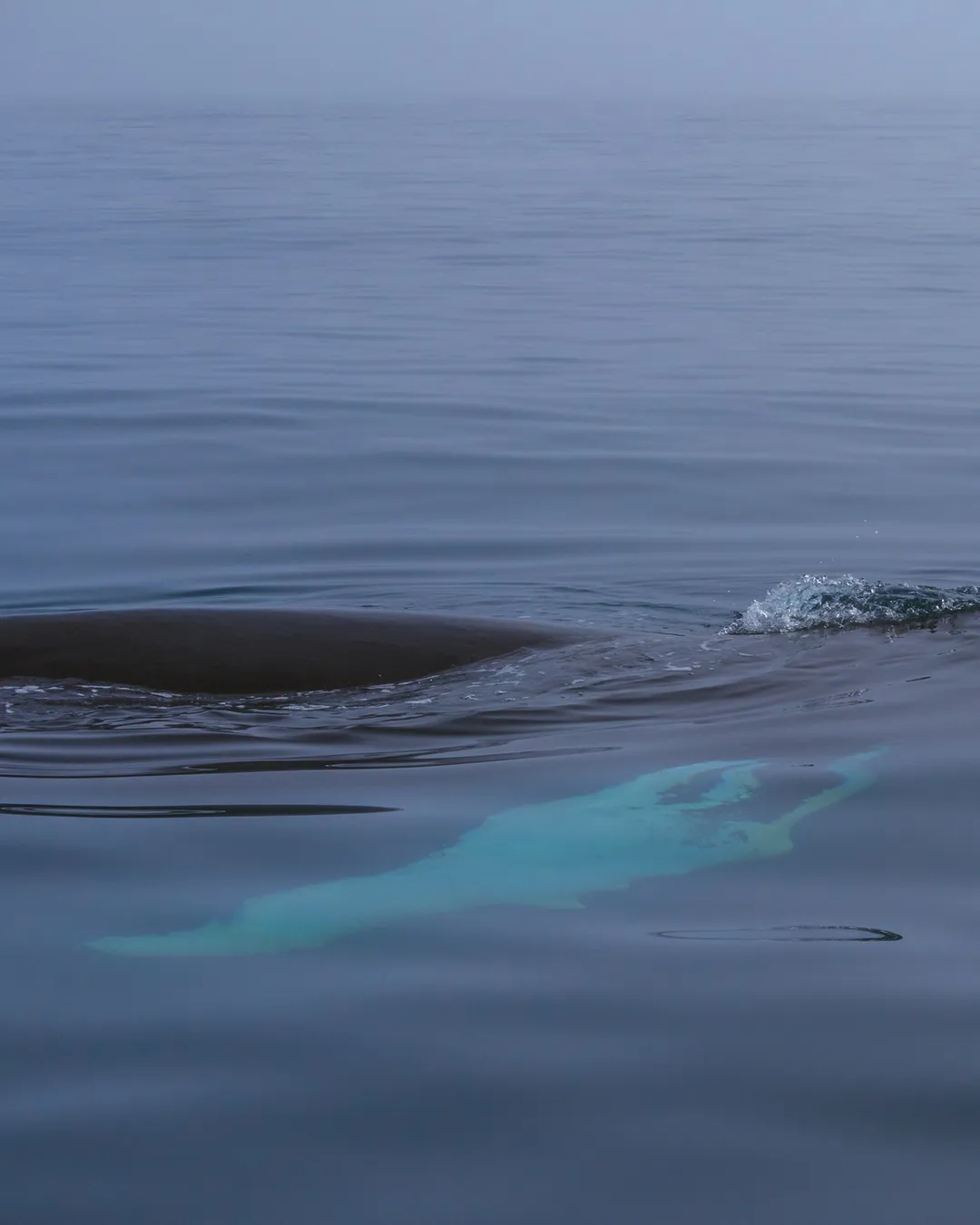 Special Tours - Whale watcing tour from Reykjavik