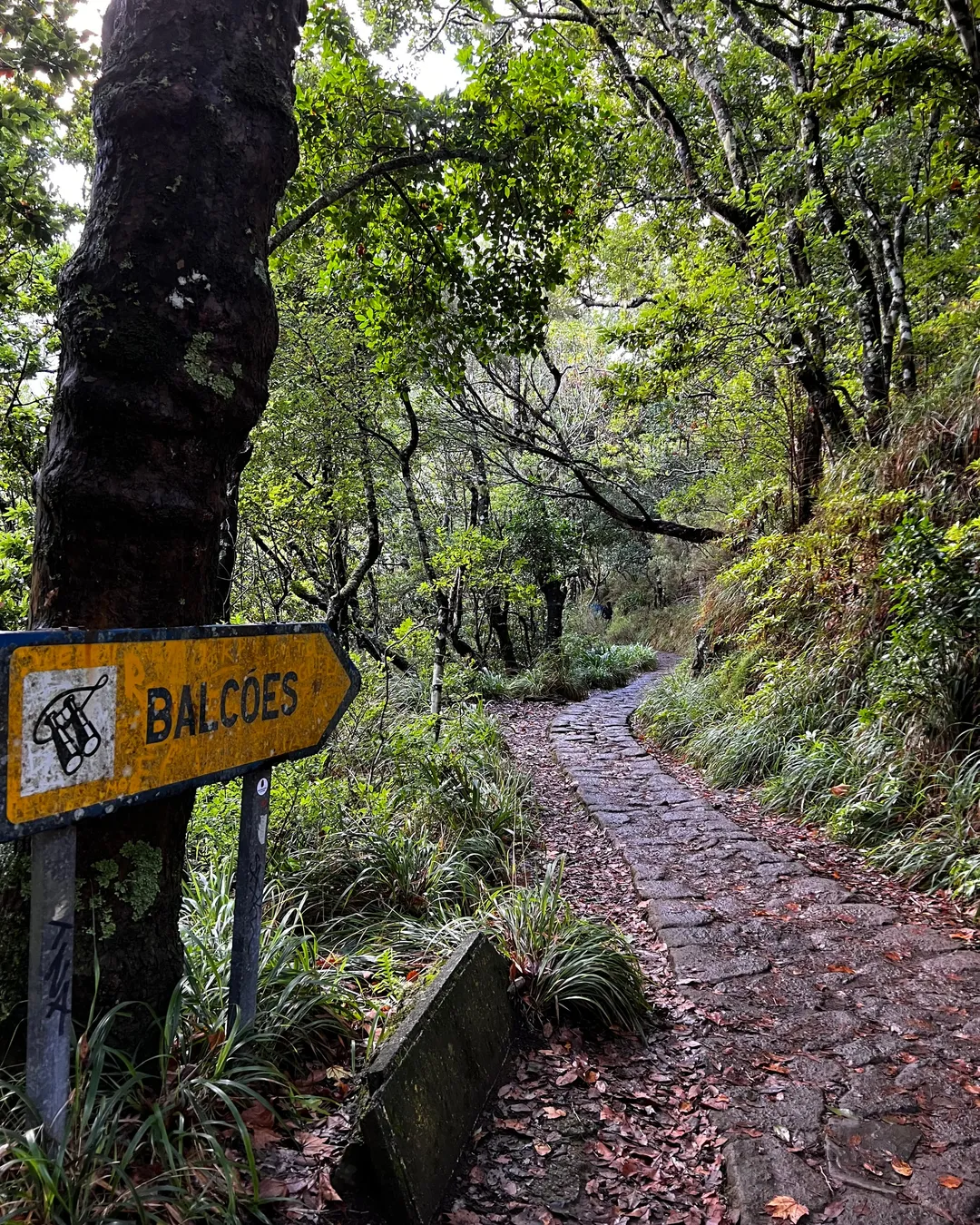 PR11 Levada dos Balcões