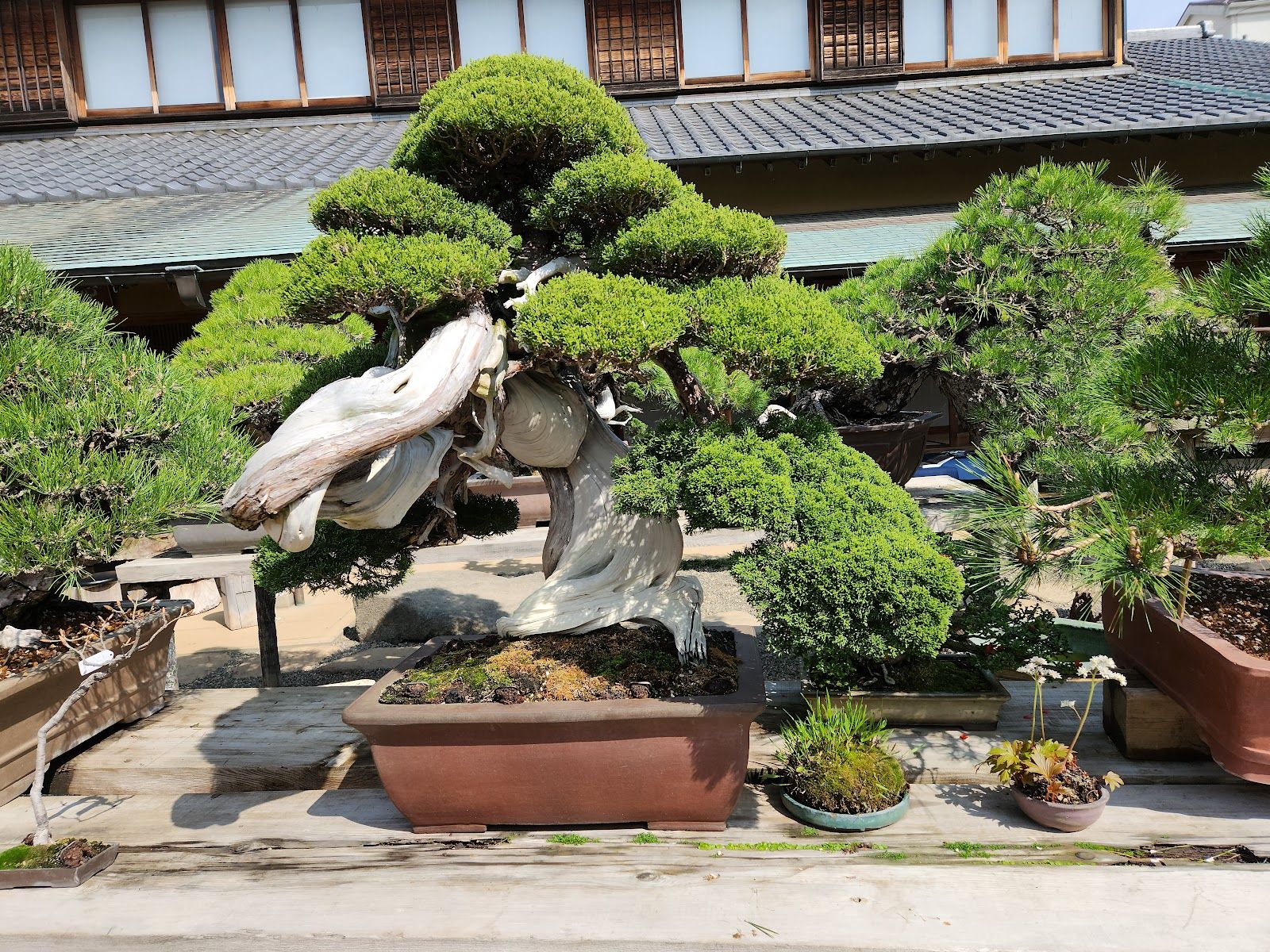 bonsai 金属盆景君 羅本製所 robinceramicstudio
