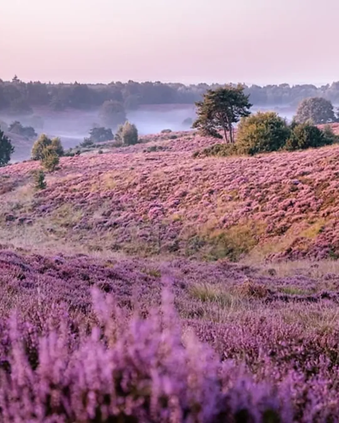 Hoge Veluwe National Park