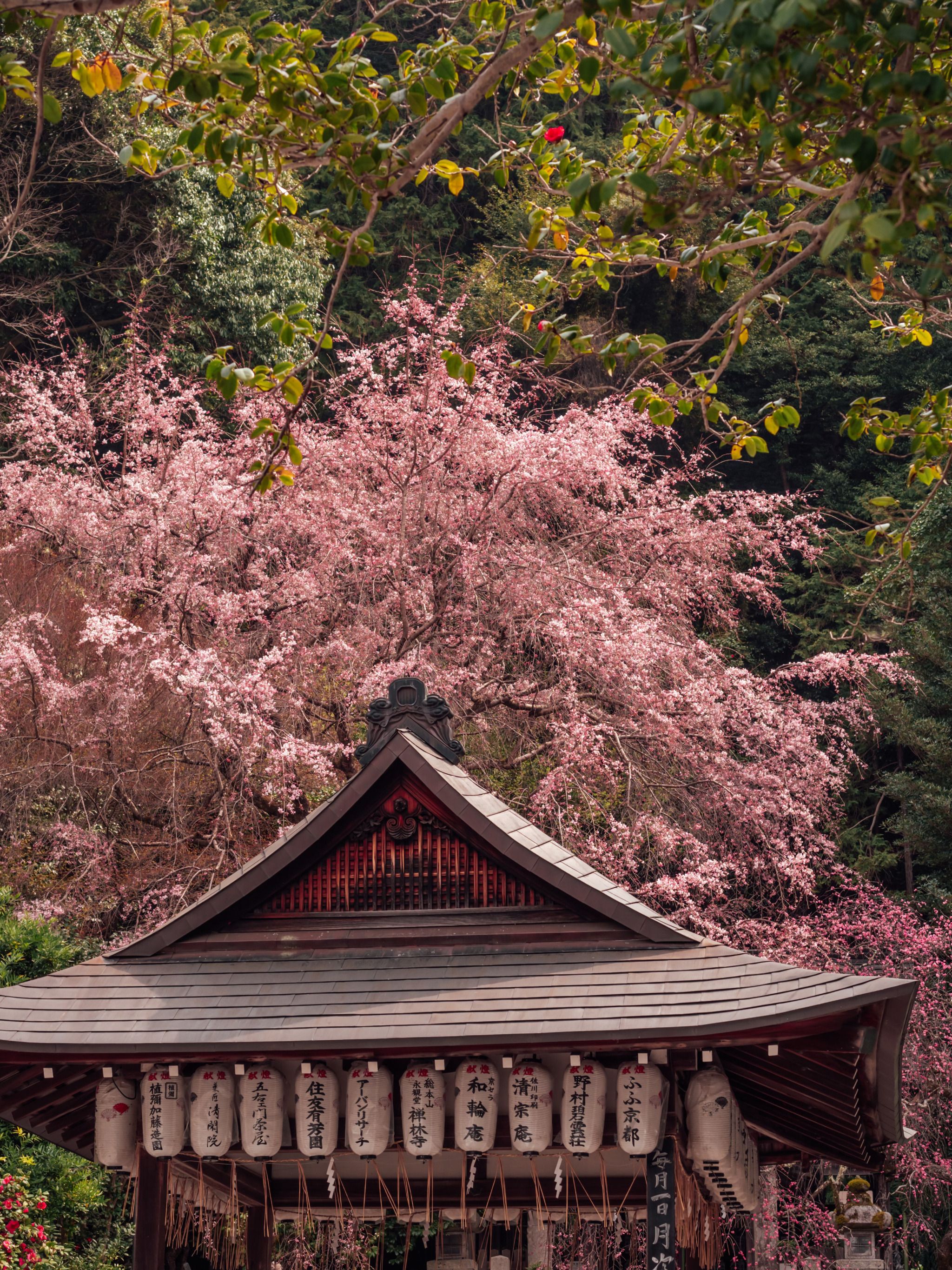 Philosopher's Path (Tetsugaku no Michi)