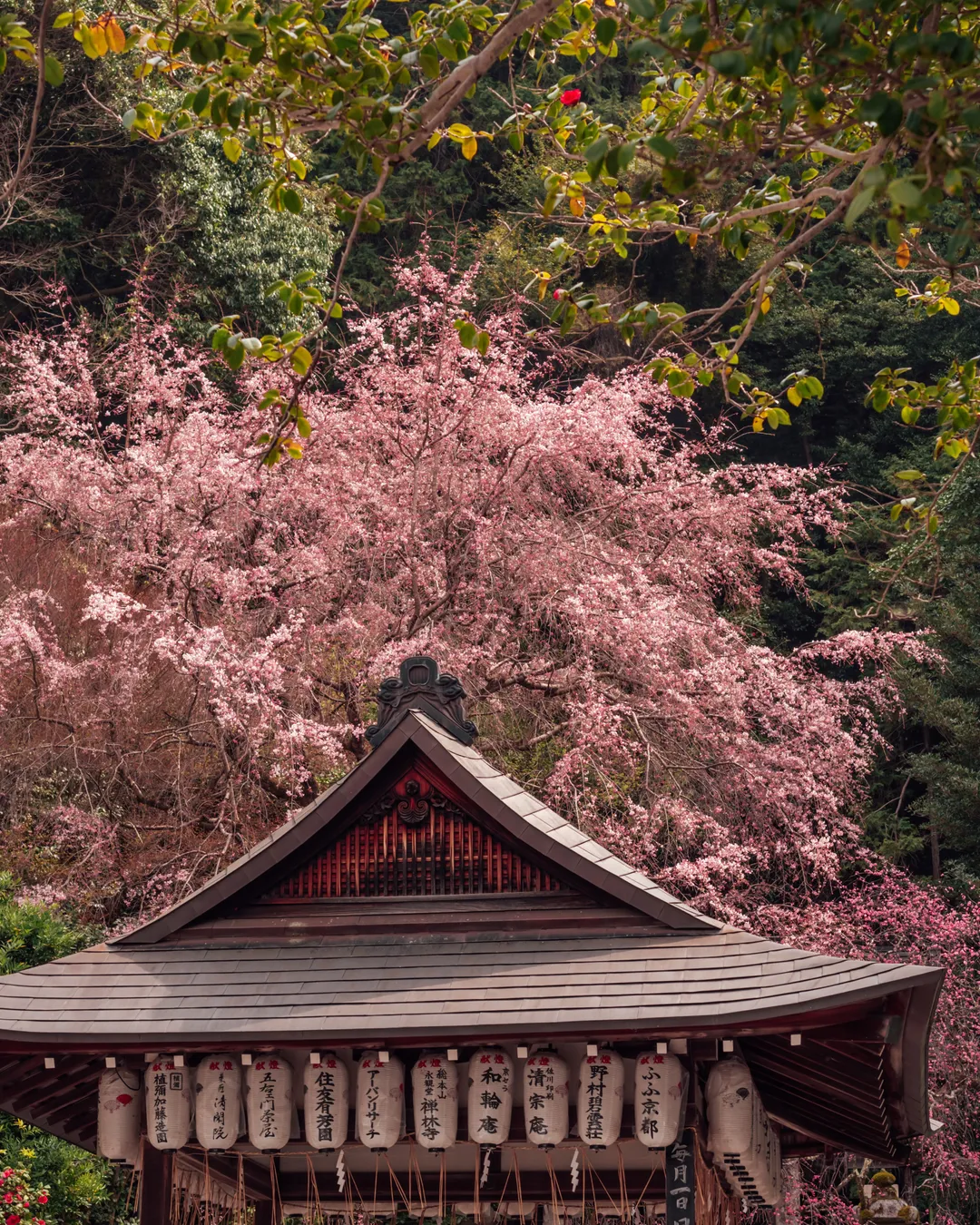 Philosopher's Path (Tetsugaku no Michi)