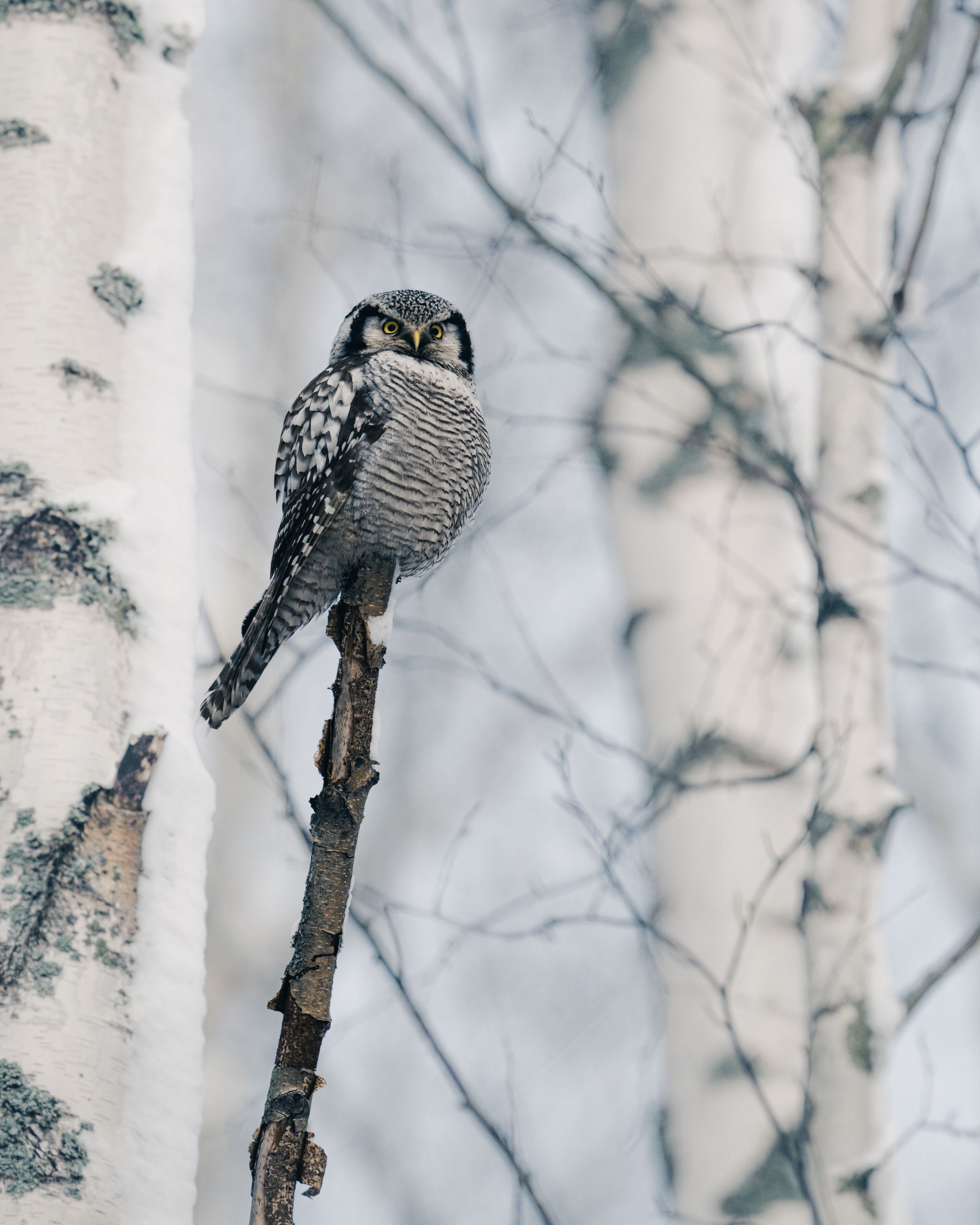 Lammassaari Nature Boardwalk