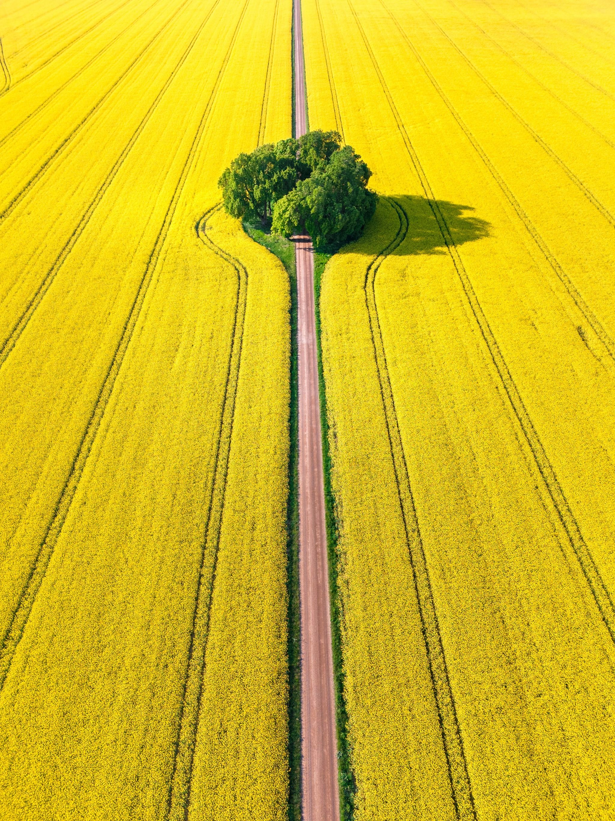 Viral Road (Ulvåsa slott)