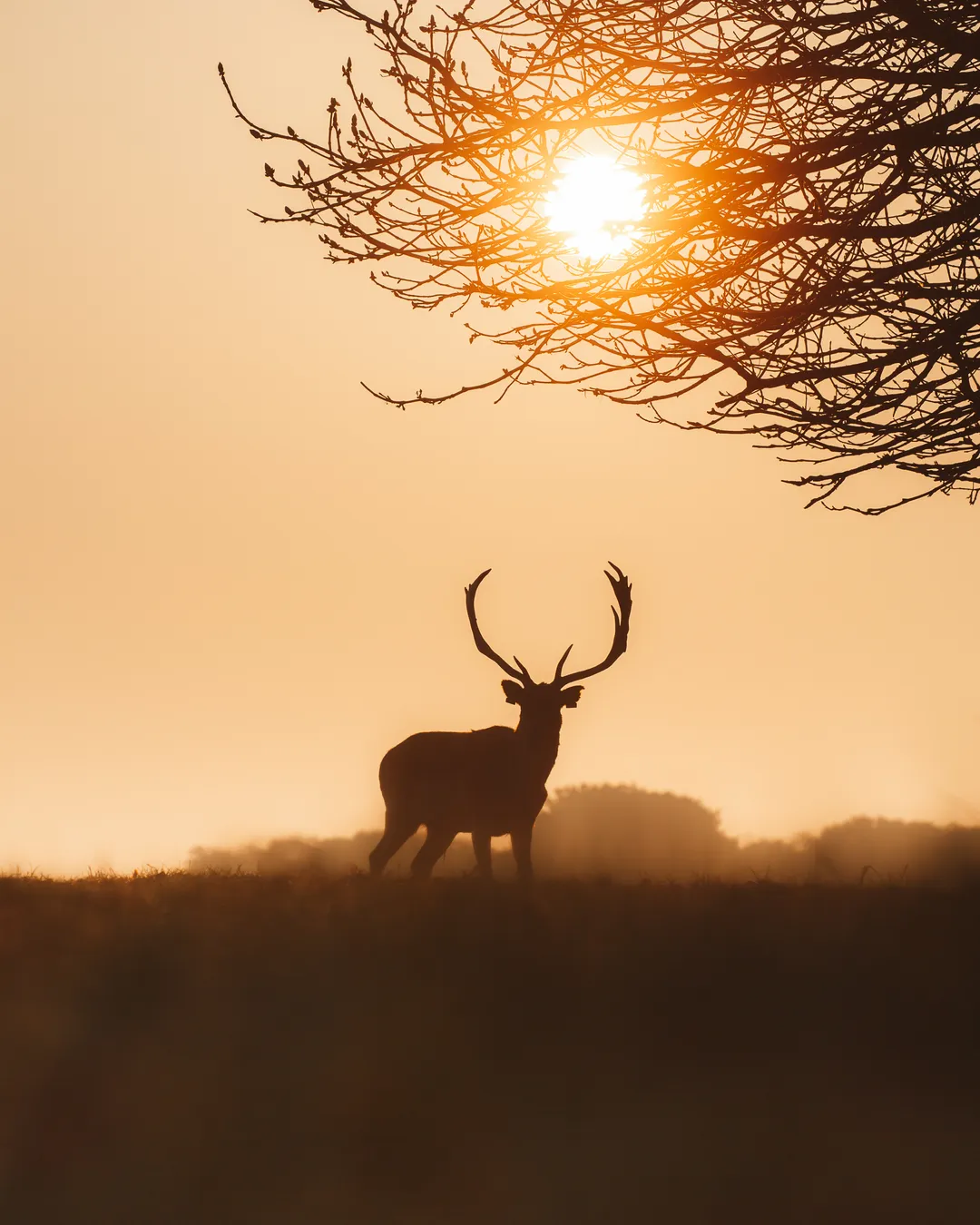 Phoenix Park