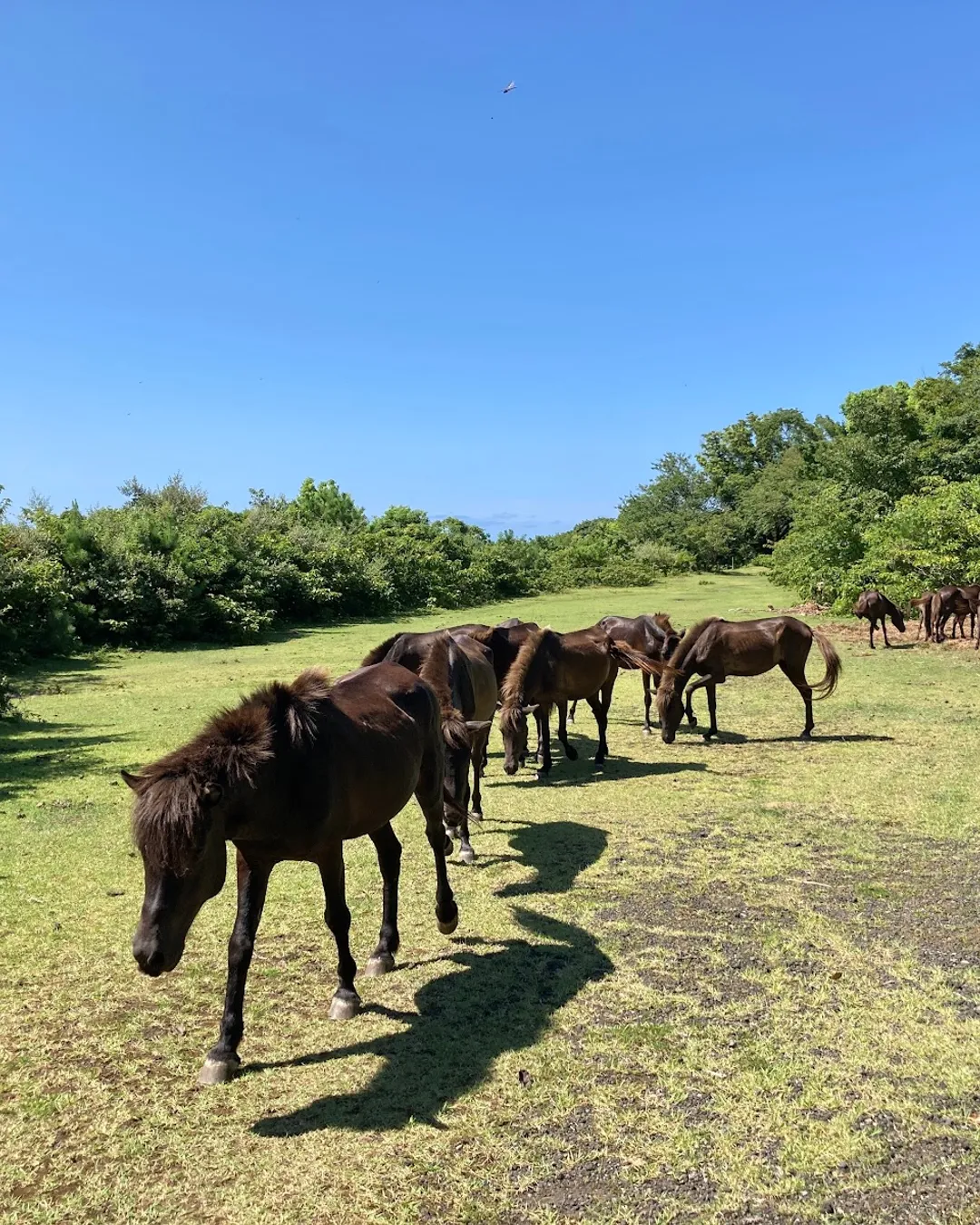 Kaimon Foothills Nature Park(Tokara-horse Grazing land)