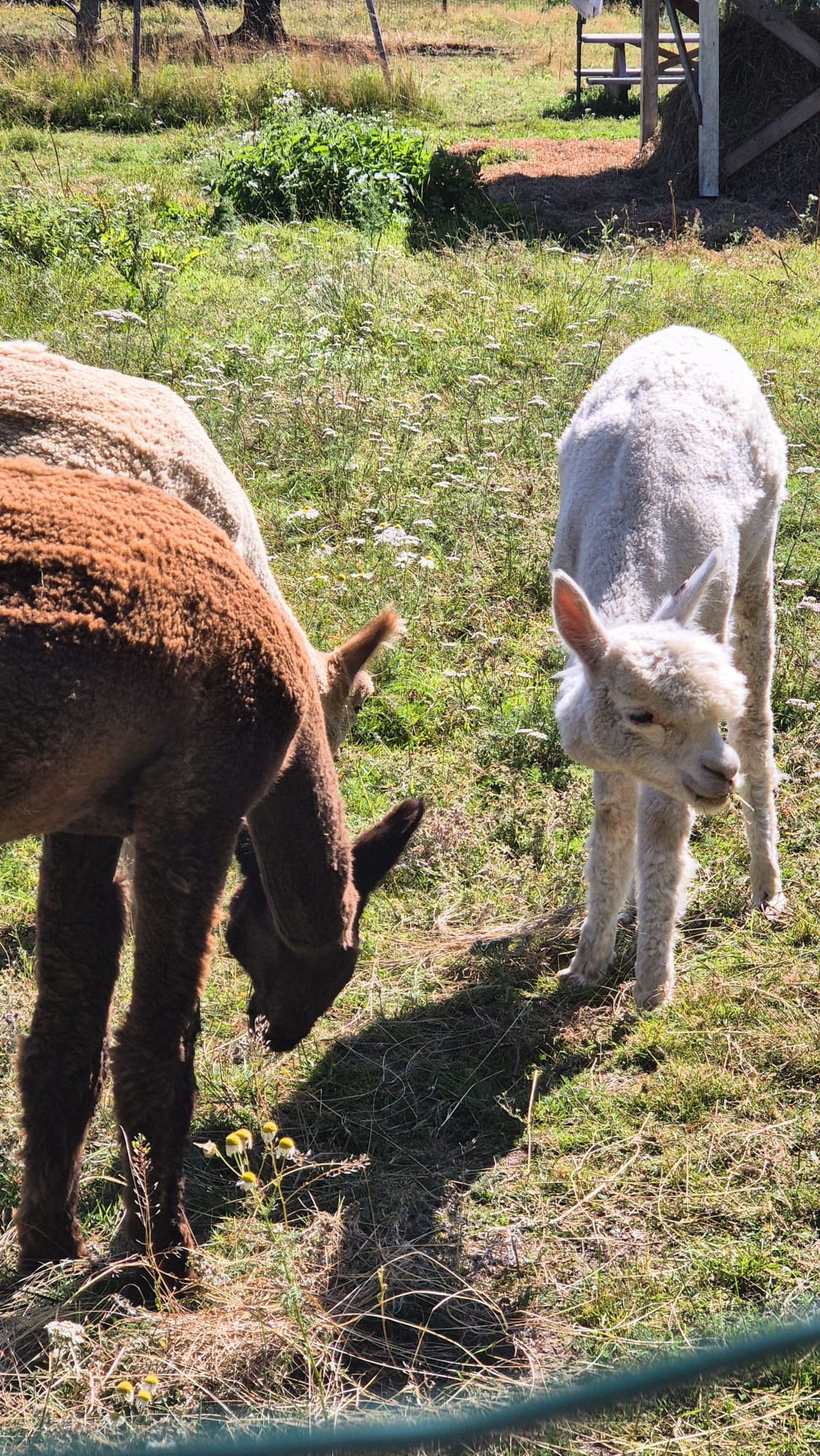 Mathildedal's Village Bakery