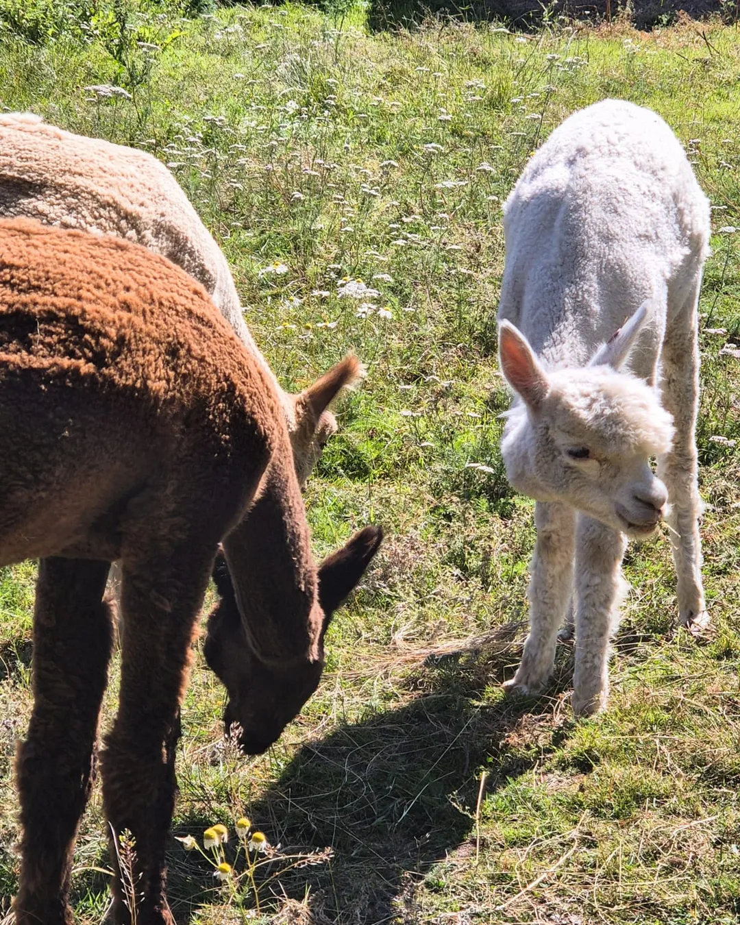 Mathildedal's Village Bakery