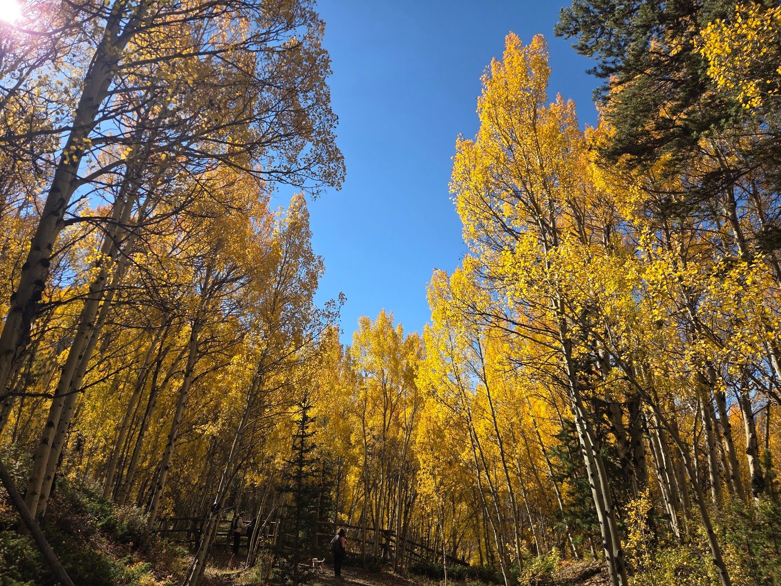 Aspen Alley Trailhead