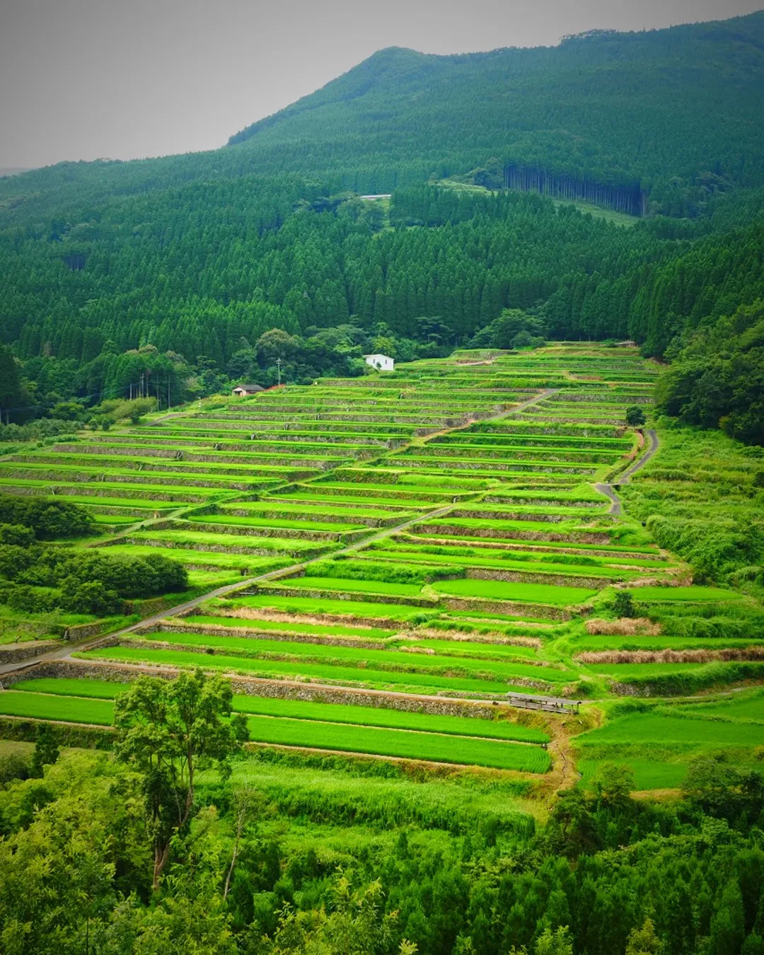 Sakamoto Rice Terrace - Rural Travels, Japan - Rexby