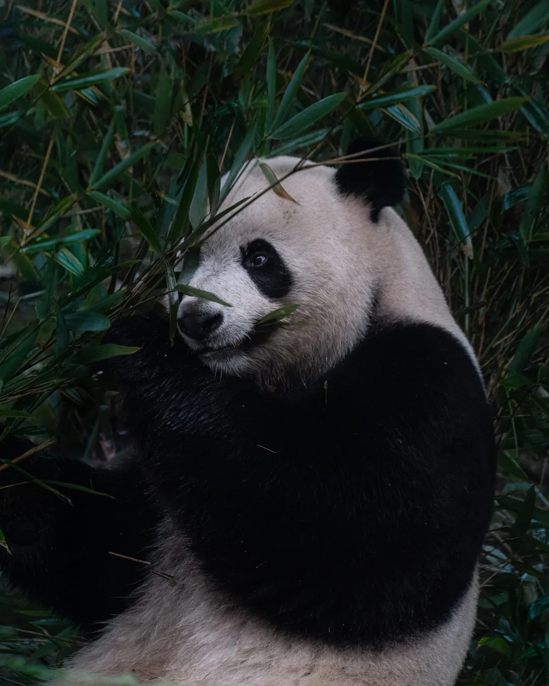 Chengdu Research Base of Giant Panda Breeding