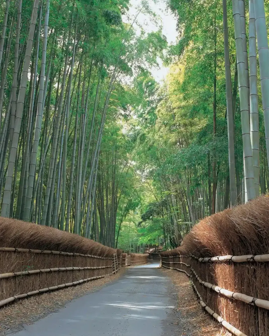 Bamboo Path (Take-no-michi)