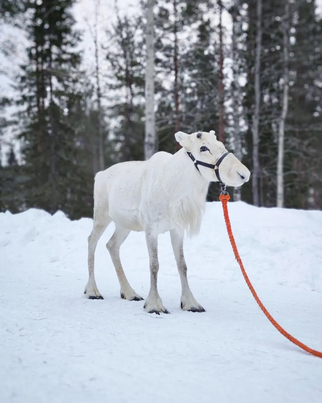 Kujala Reindeer Farm