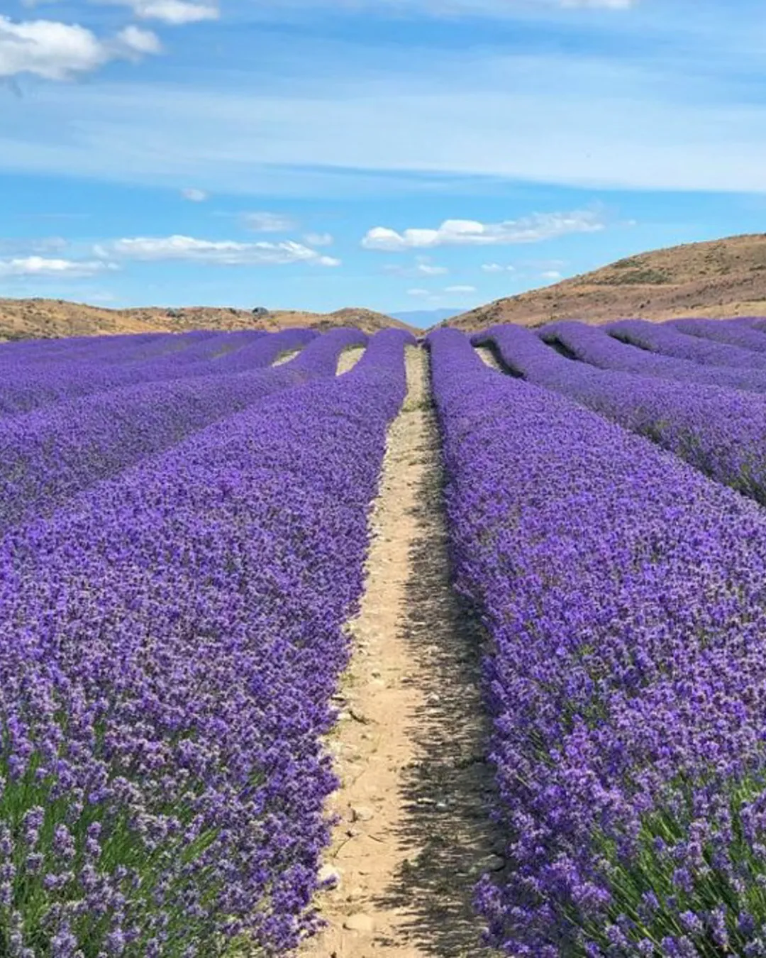 NZ Alpine Lavender Farm
