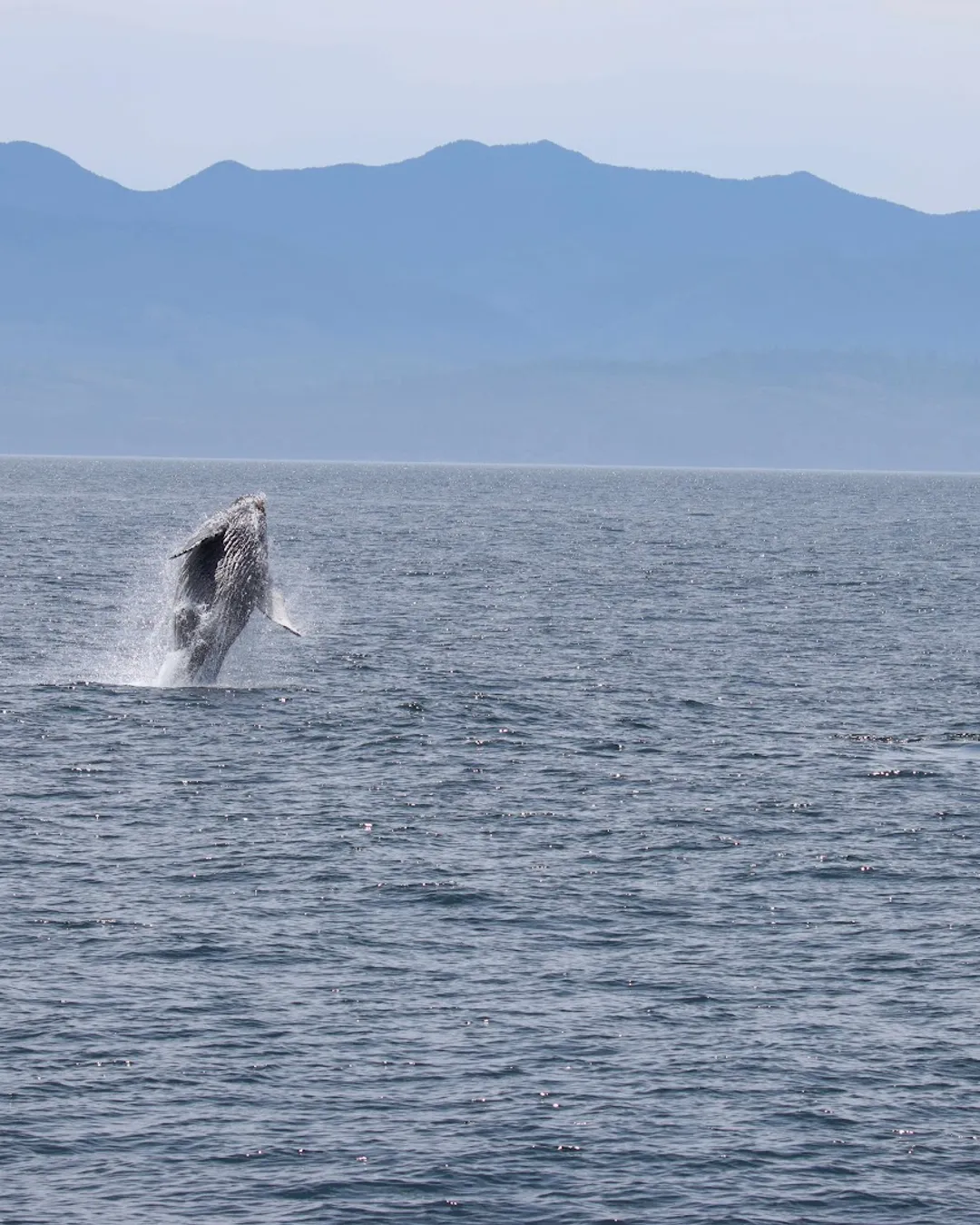 Prince of Whales Whale & Marine Wildlife Adventures