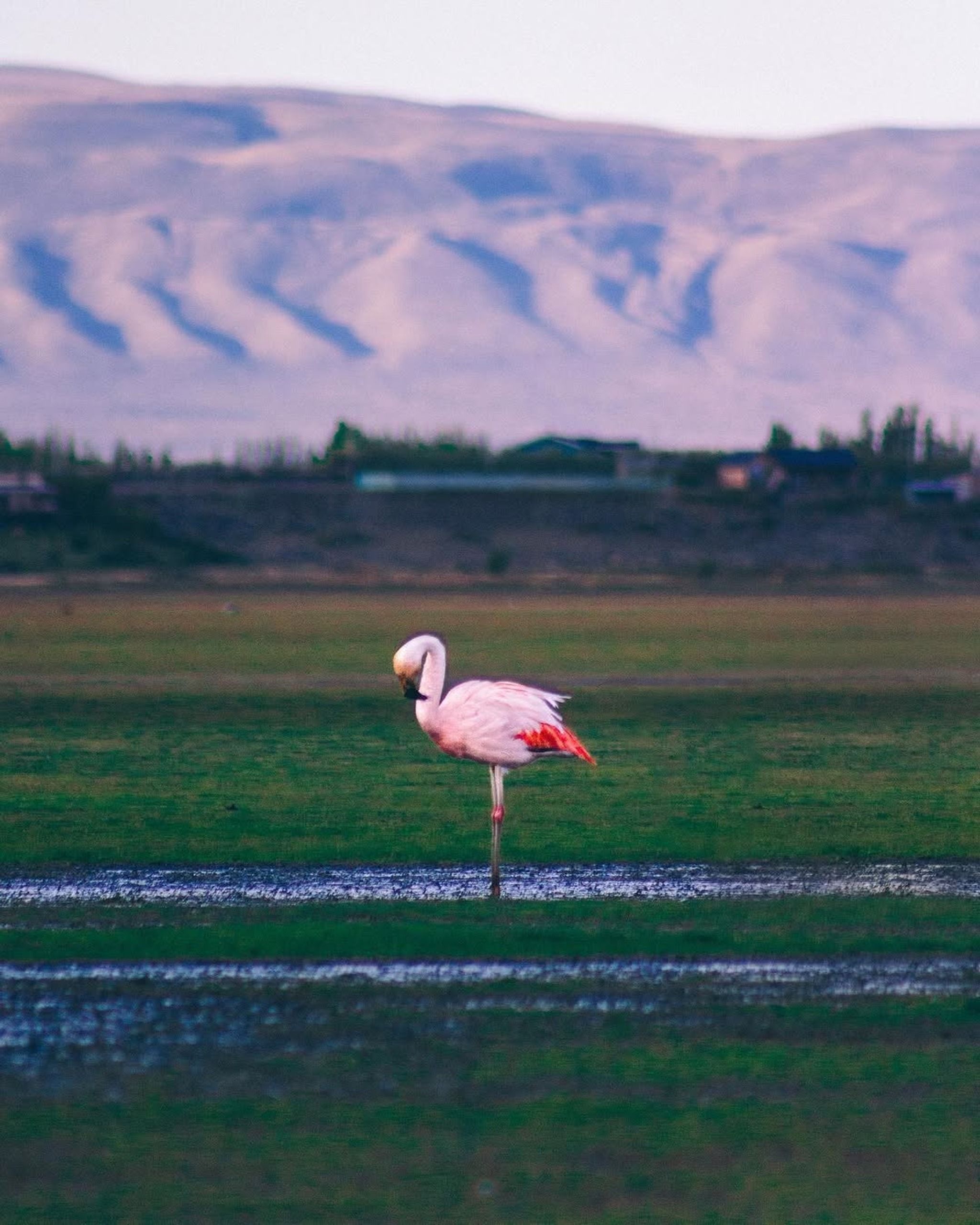 A Walk with the Flamingos!