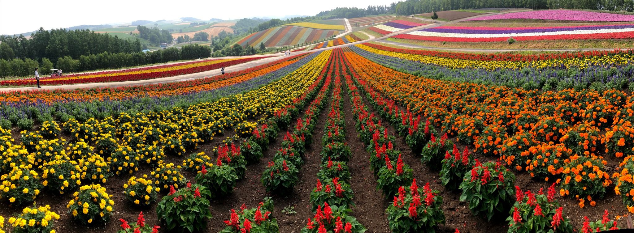 Panoramic Flower Gardens Shikisai-no-oka - Rural Travels, Japan