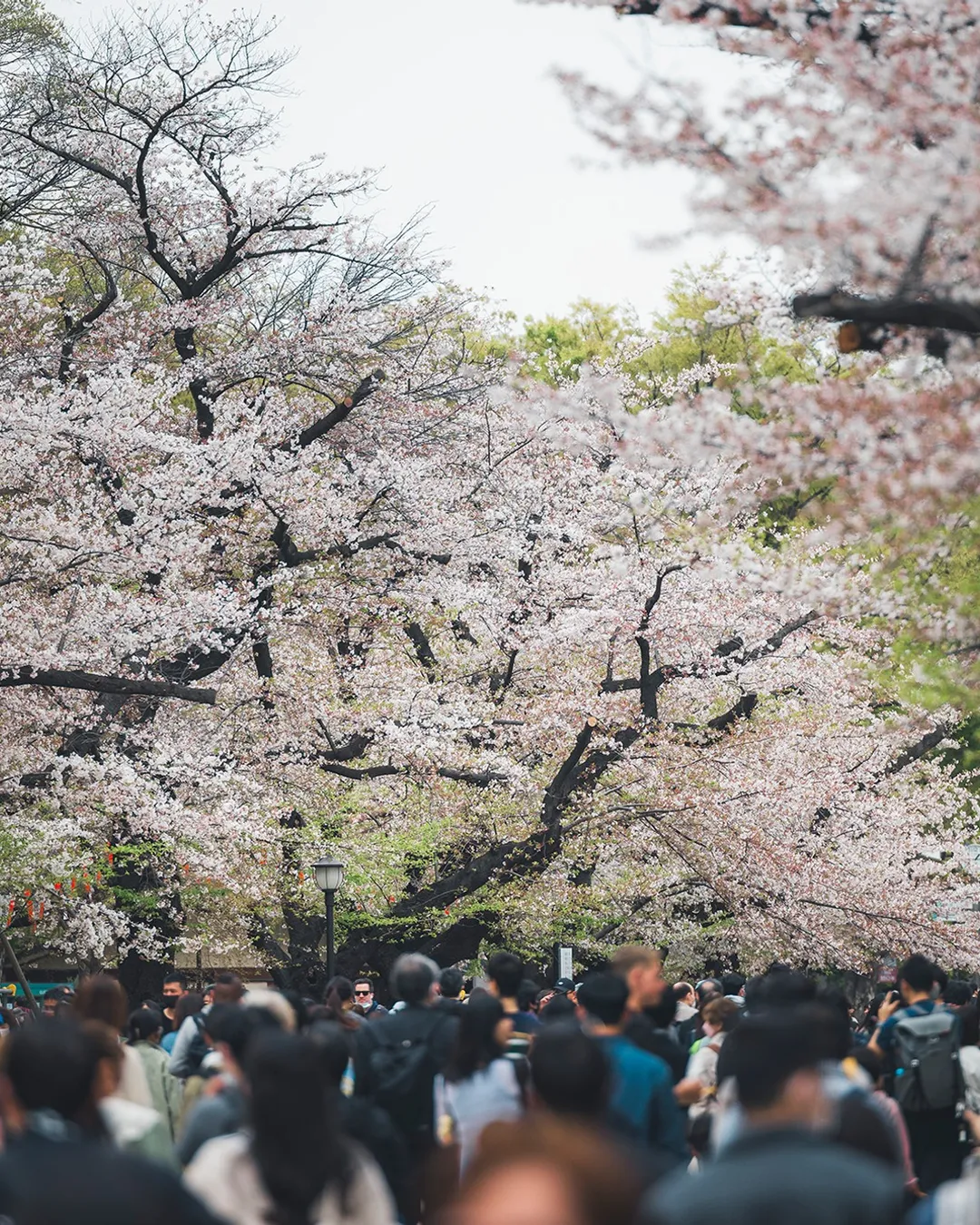 Taito - Ueno-Park