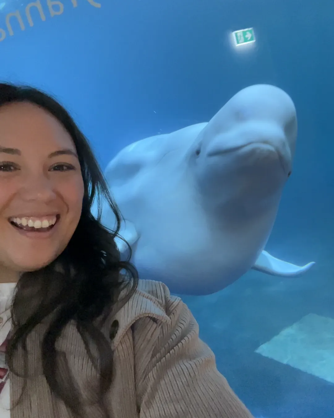 Sea Life Trust Beluga Whale Sanctuary - Whale Enclosure