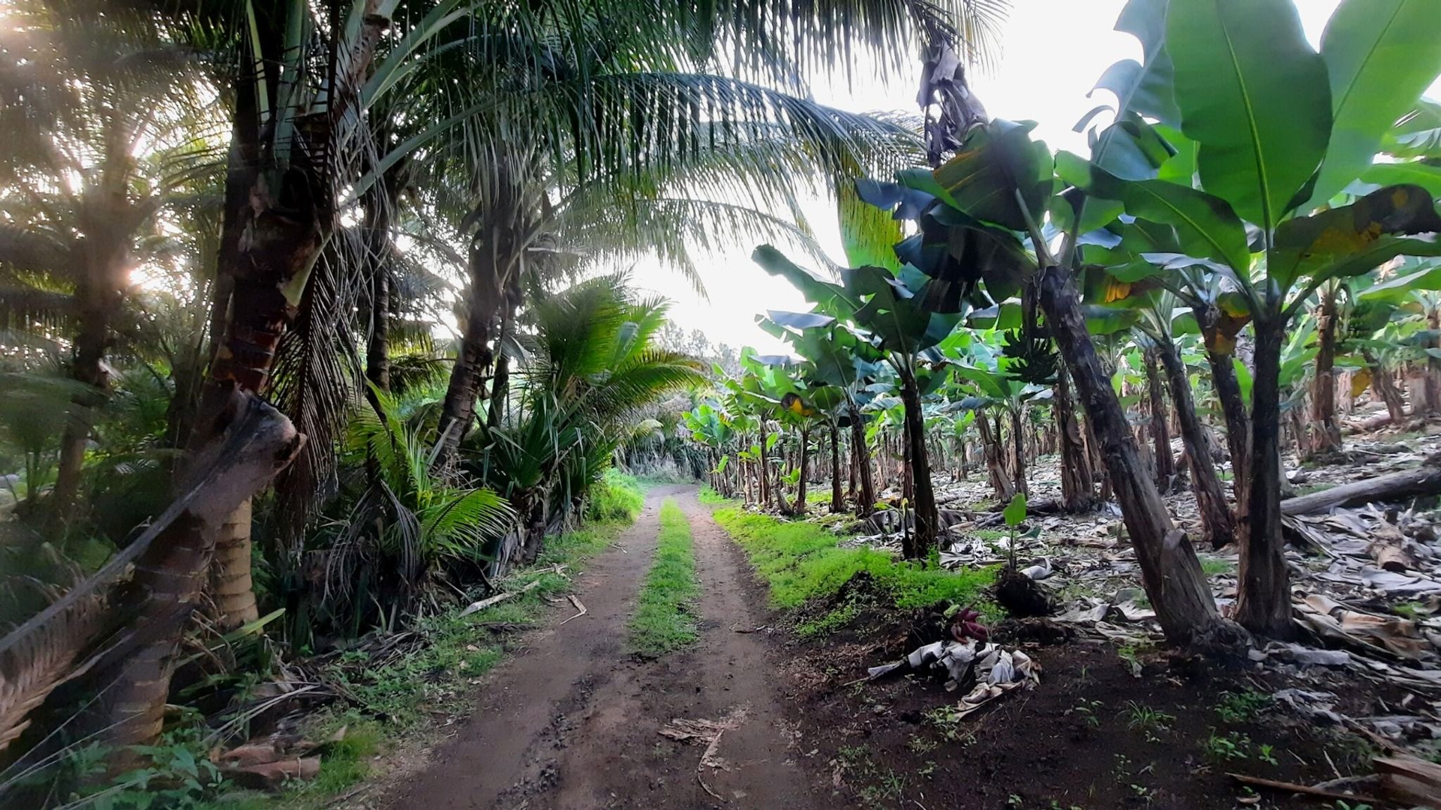 Sentier du Cap Jaune