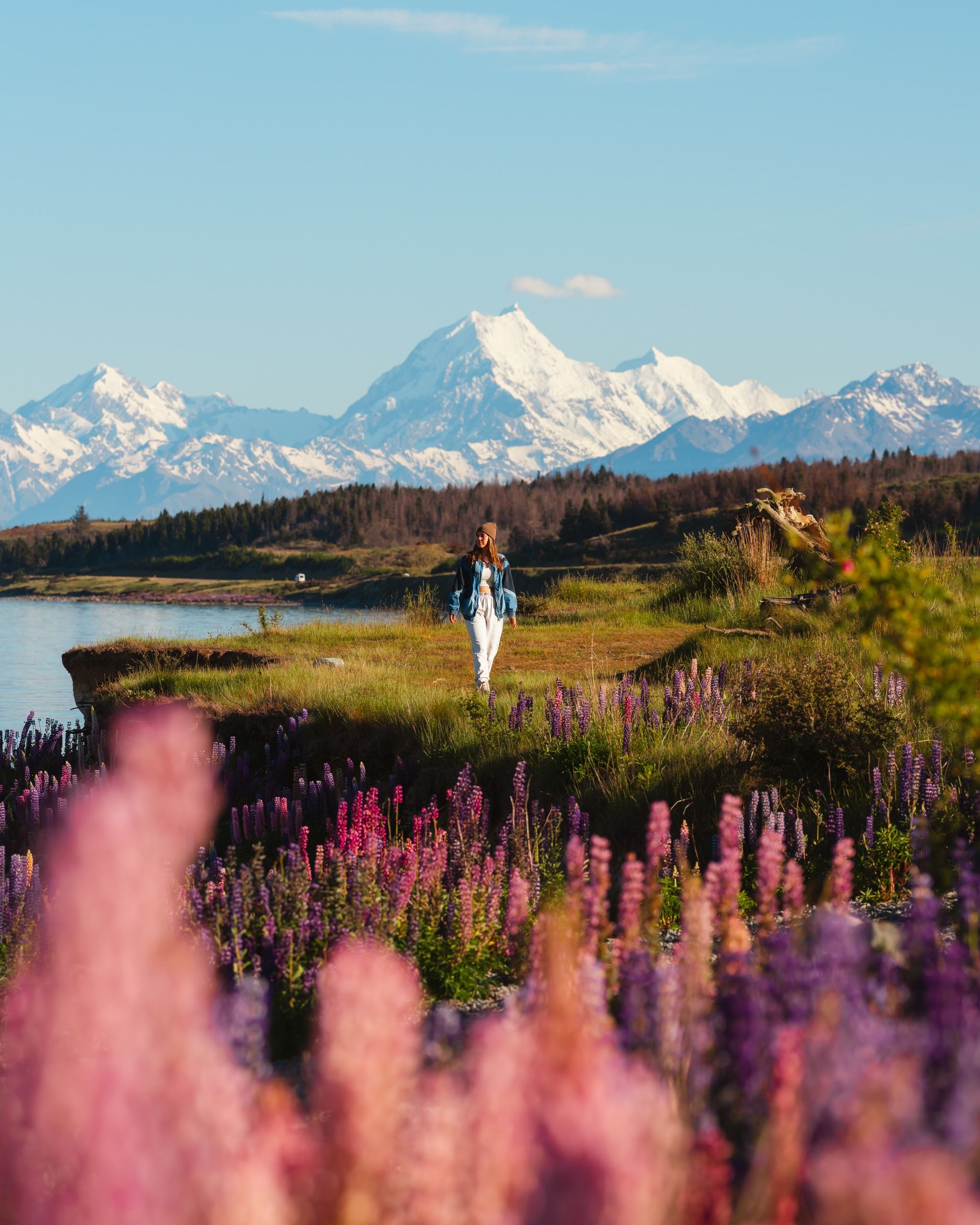 The Pines Lake Pukaki Freedom Camping