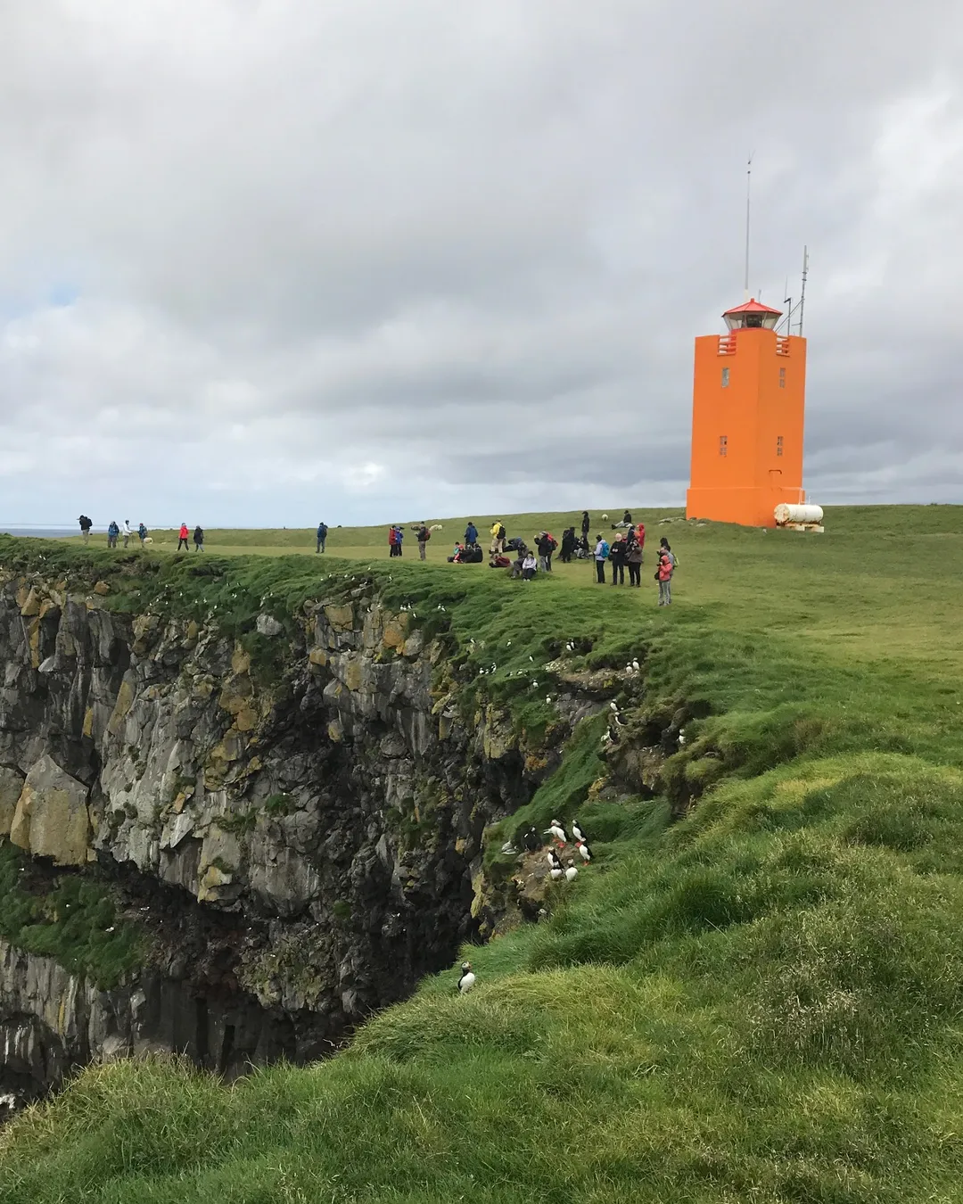 Ingólfshöfði Puffin Tour