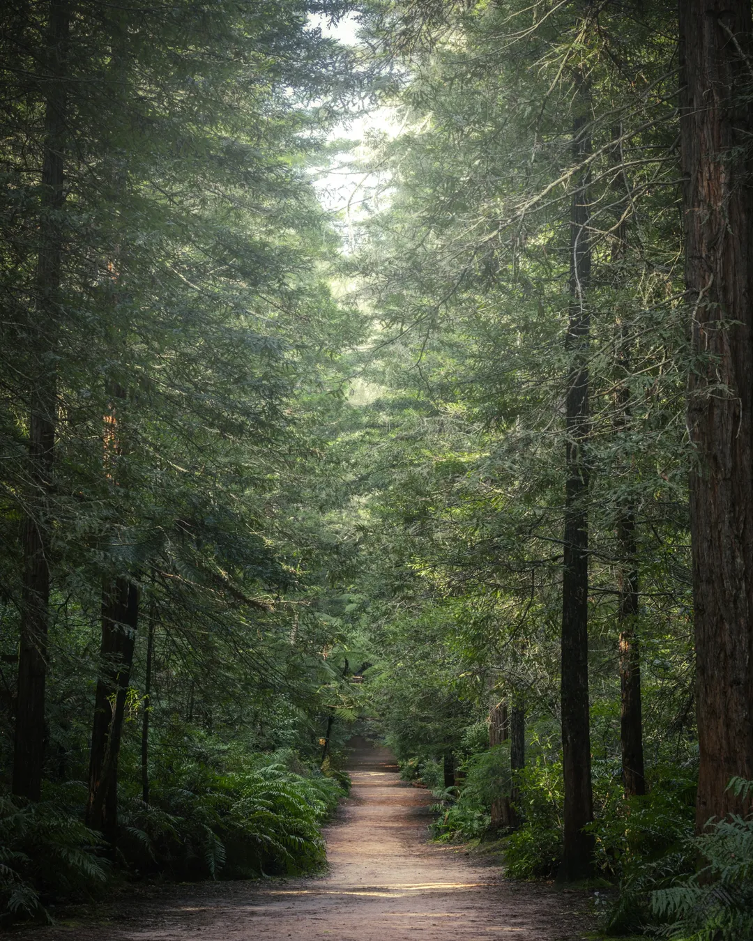 Redwood Forest and Treewalk Rotorua