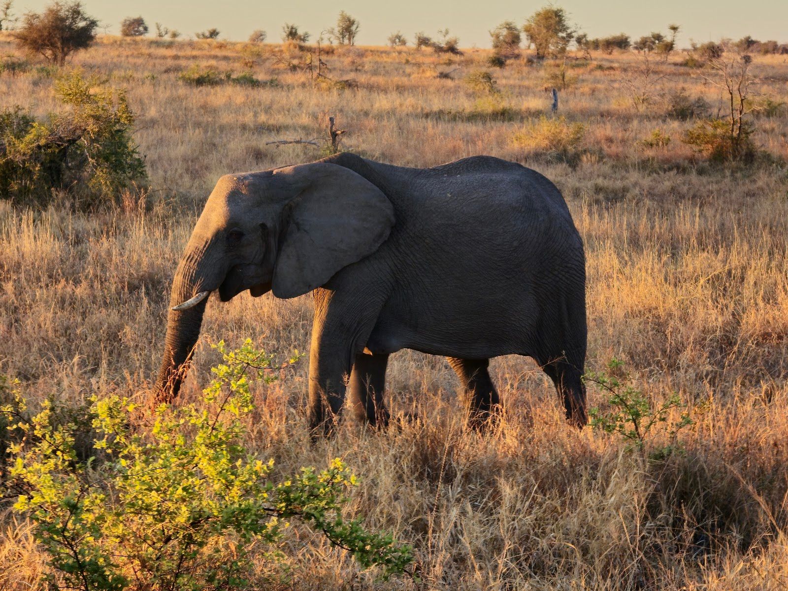 Kruger National Park