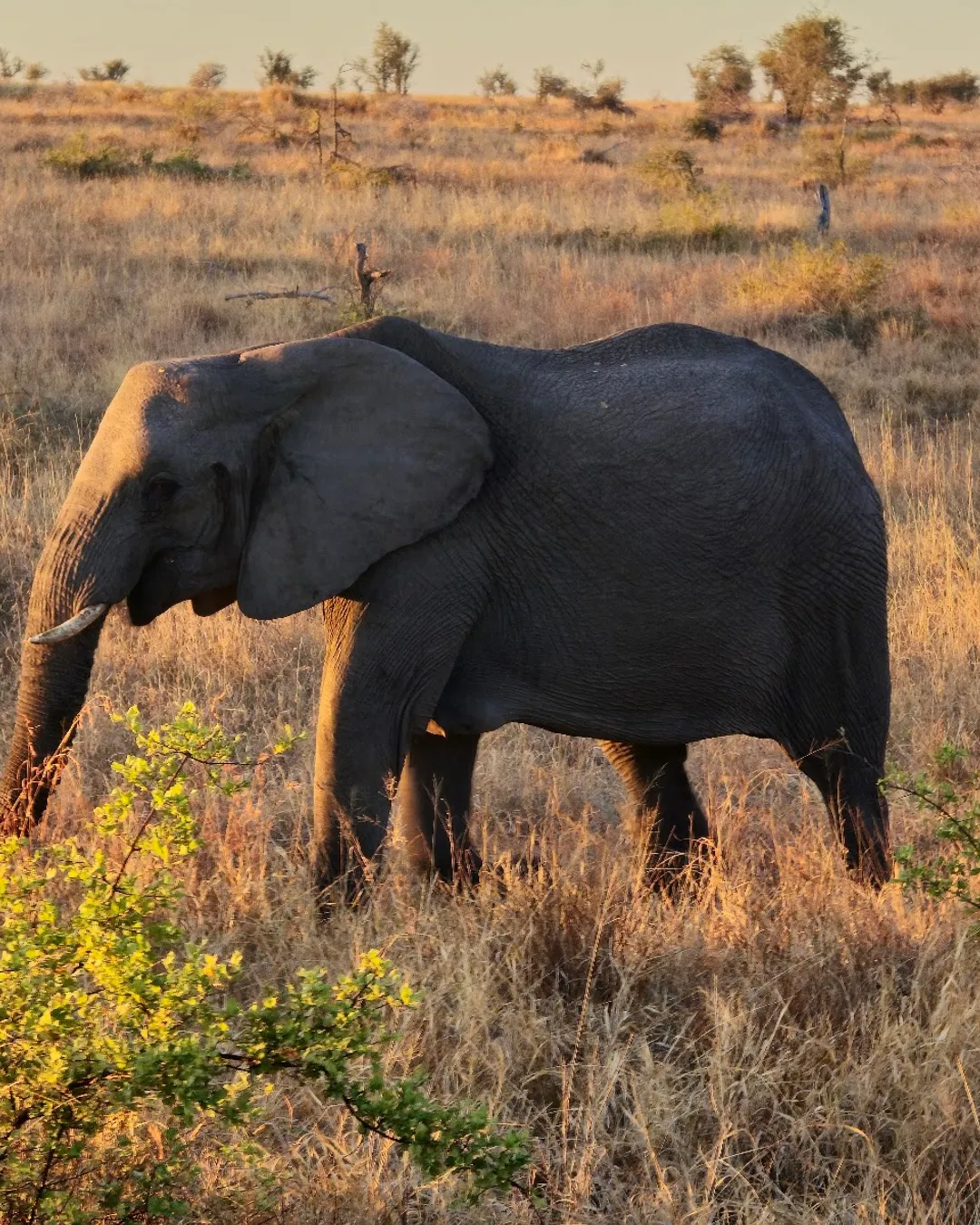 Kruger National Park