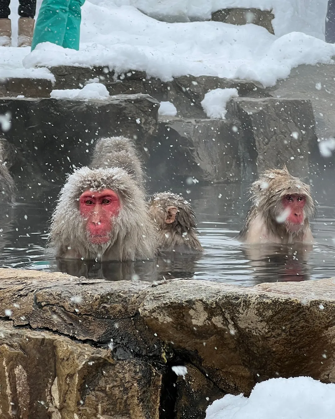 Snow Monkey Park (Jigokudani Yaen Koen)