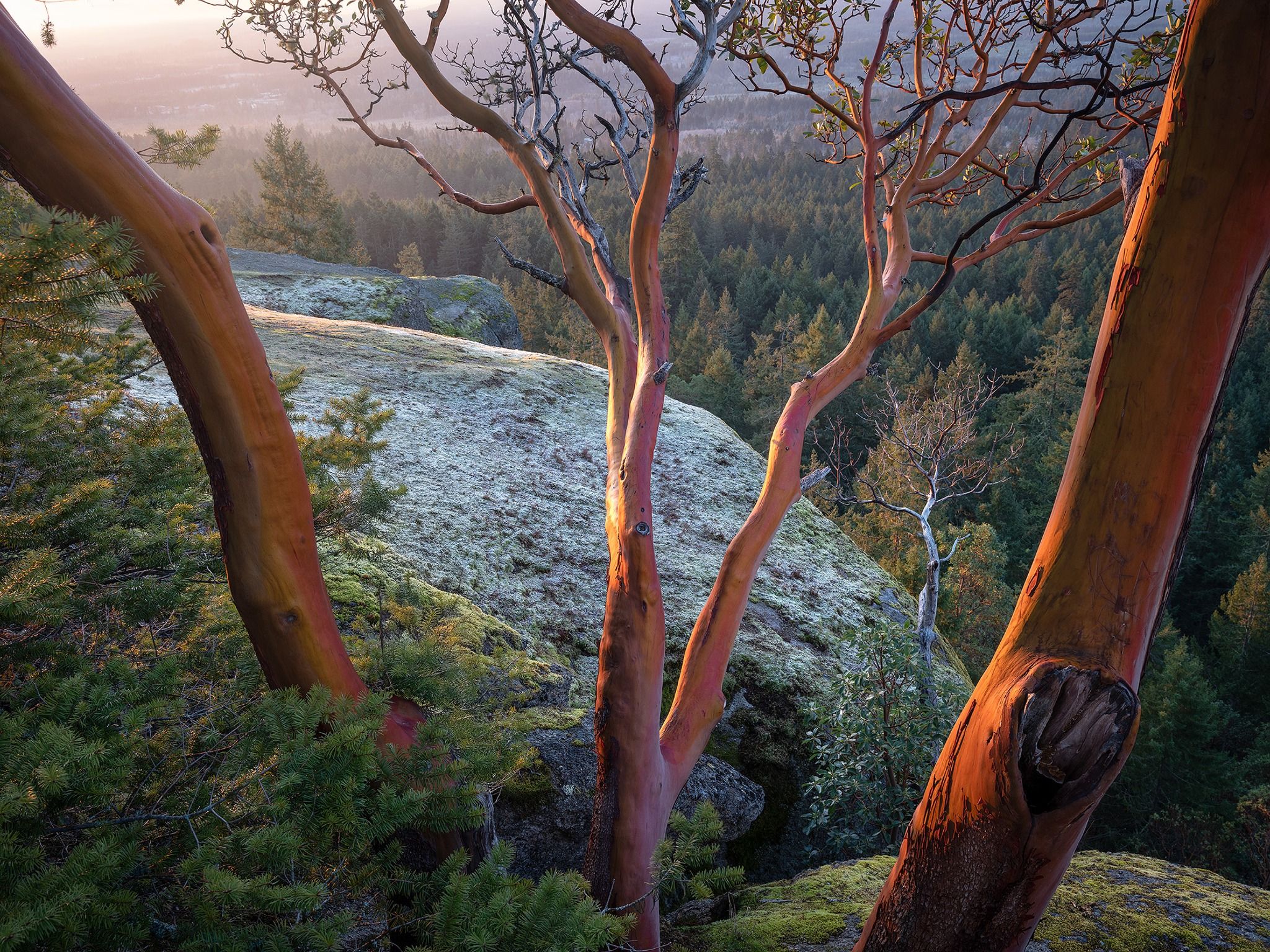 Little Mountain Lookout