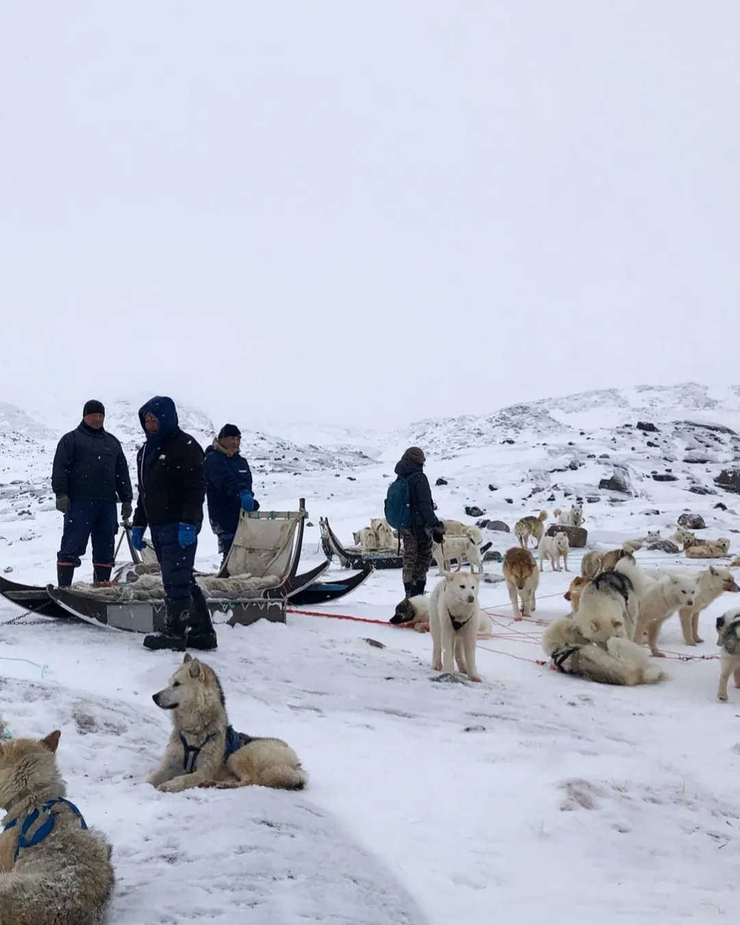 Dogsledding from Ilulissat