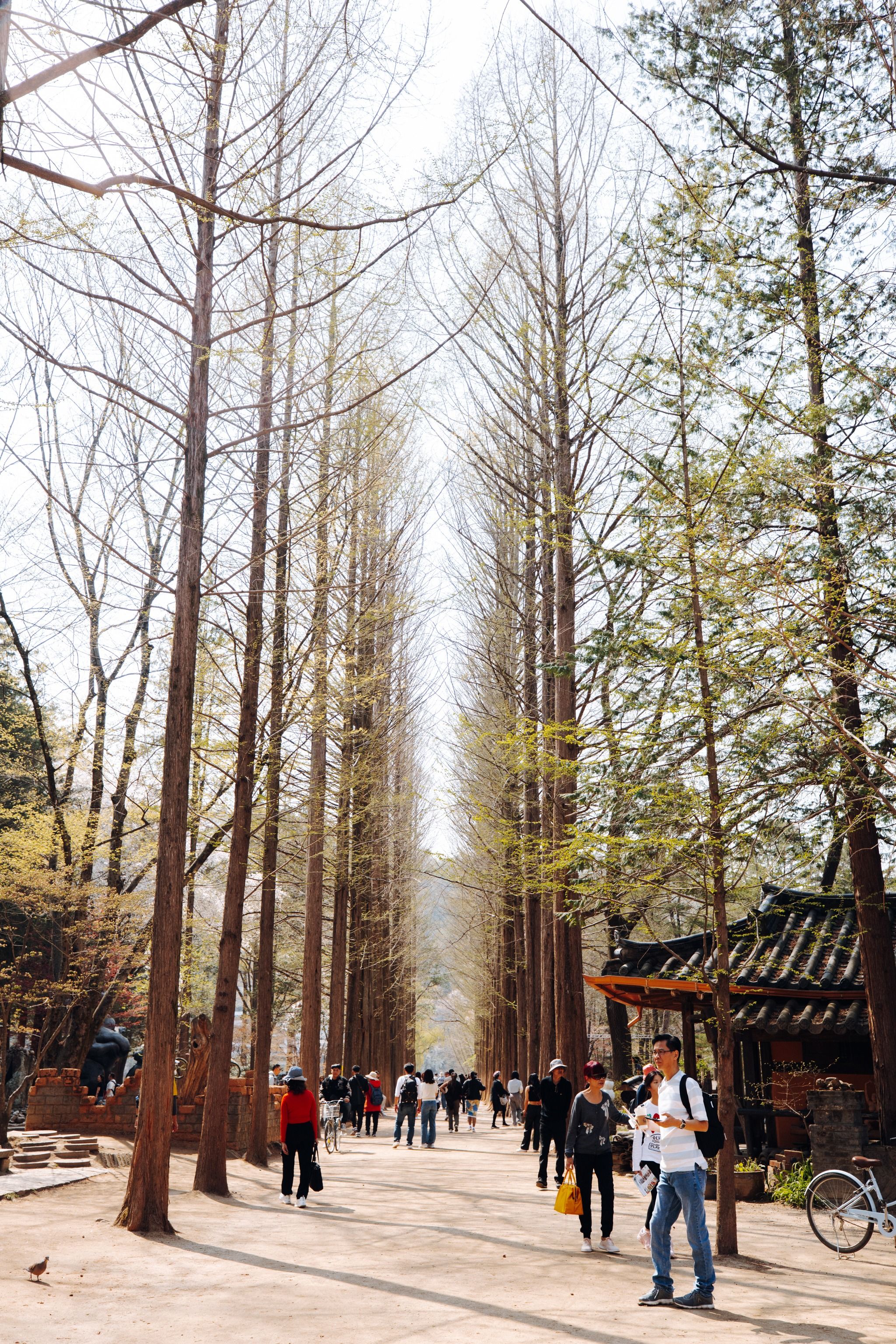 Nami Island (남이섬)