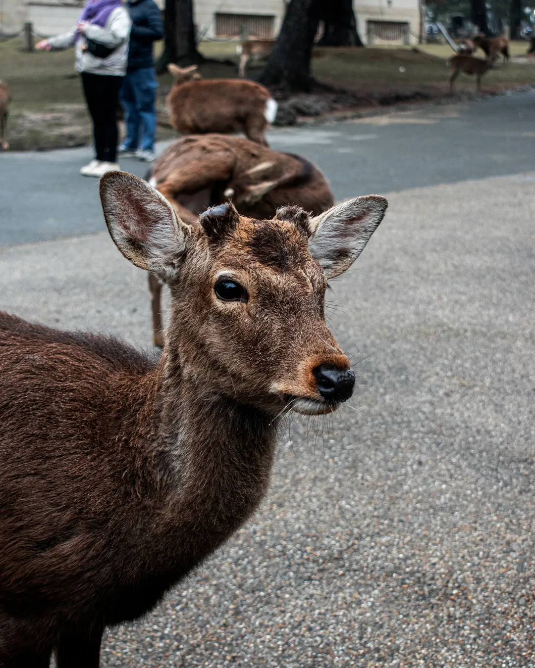 Nara Deer Park