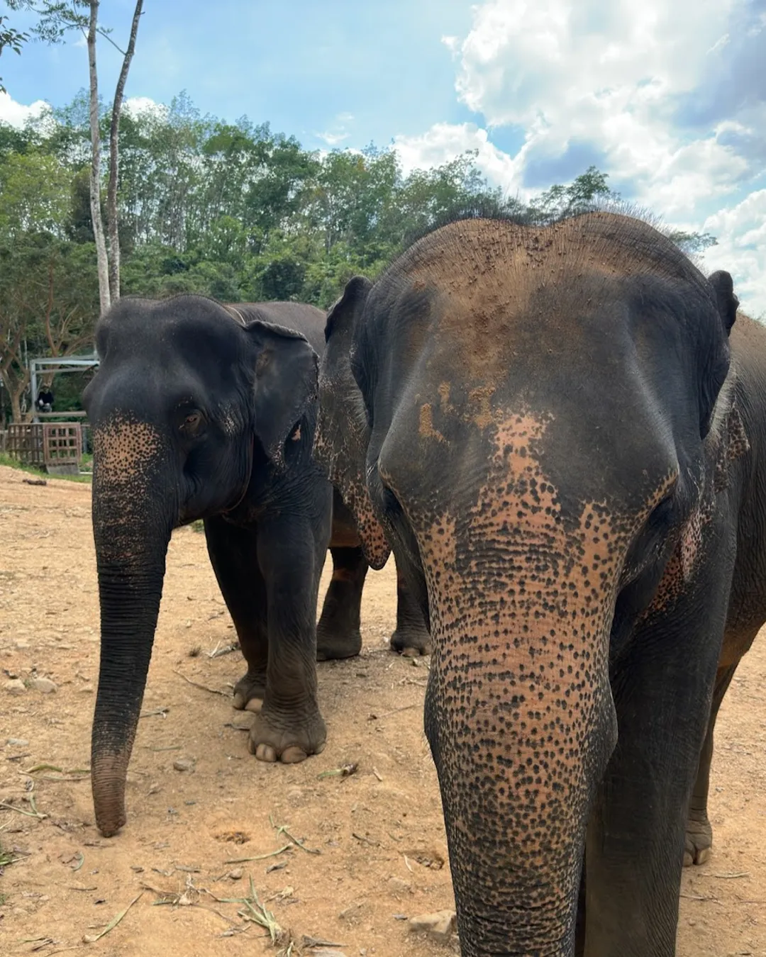 Phang Nga Elephant Park