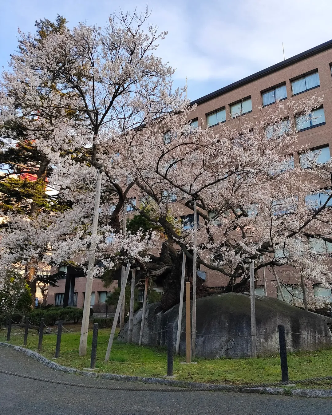 Ishiwarizakura (The Rock-Splitting Cherry Tree) - Japan - Rexby