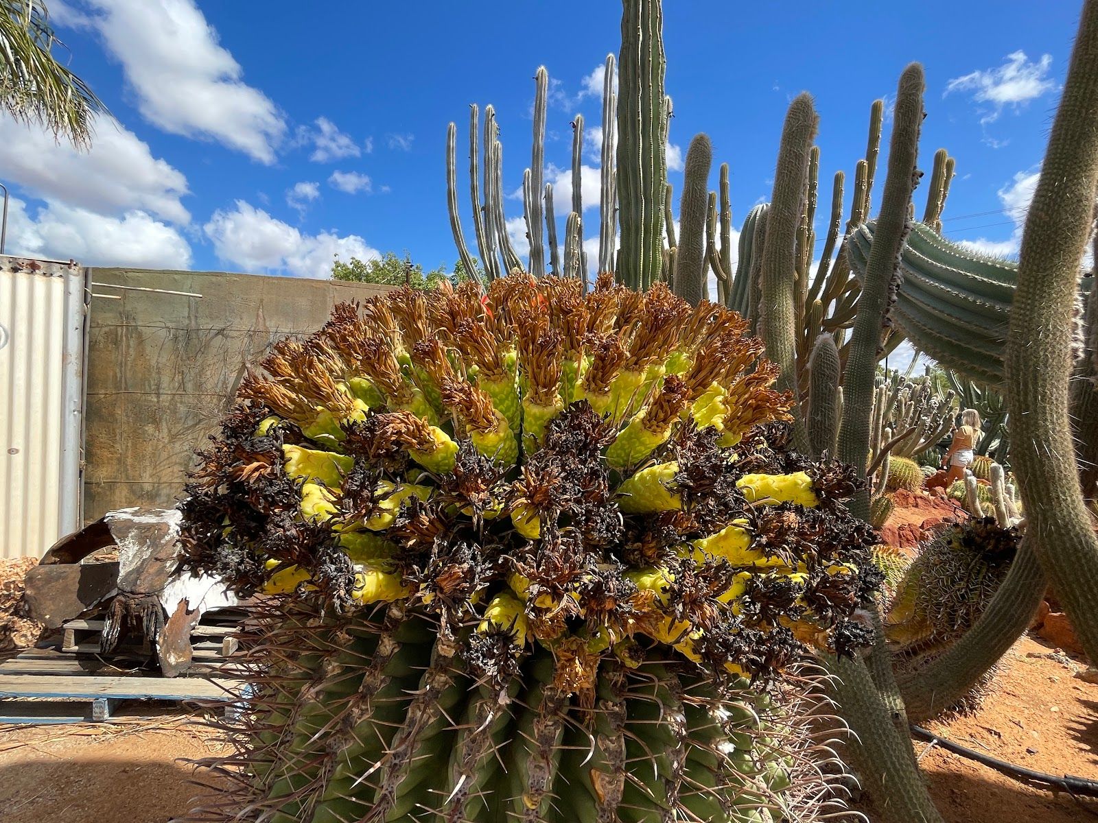 Cactus Garden Carnarvon - Australia - Rexby