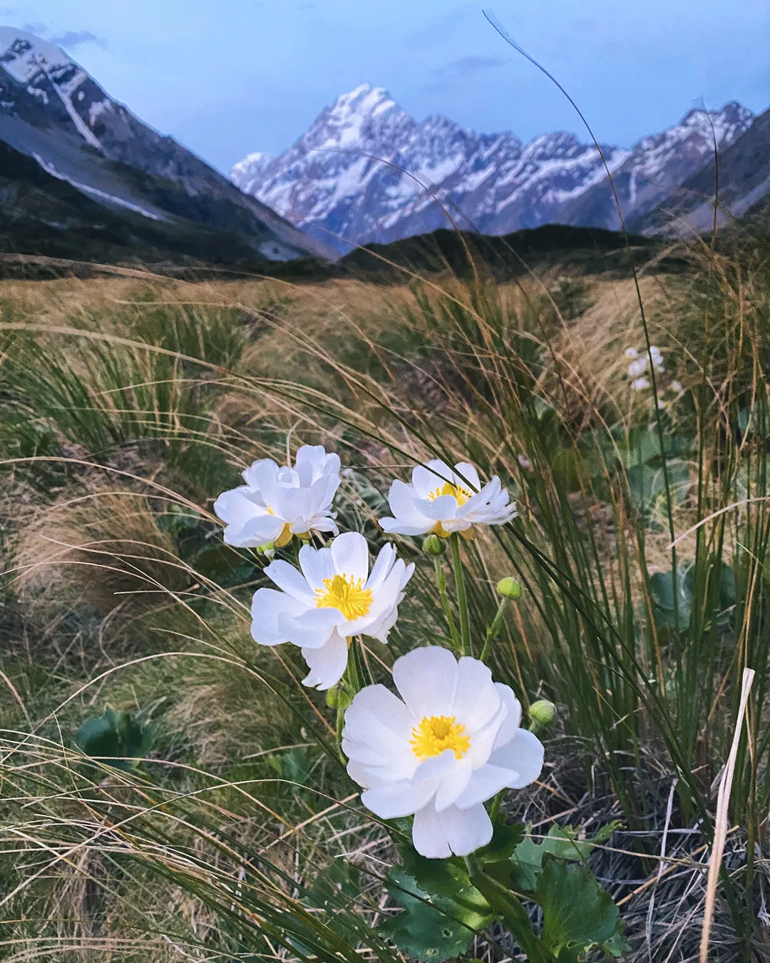 Hooker Valley Track During Spring