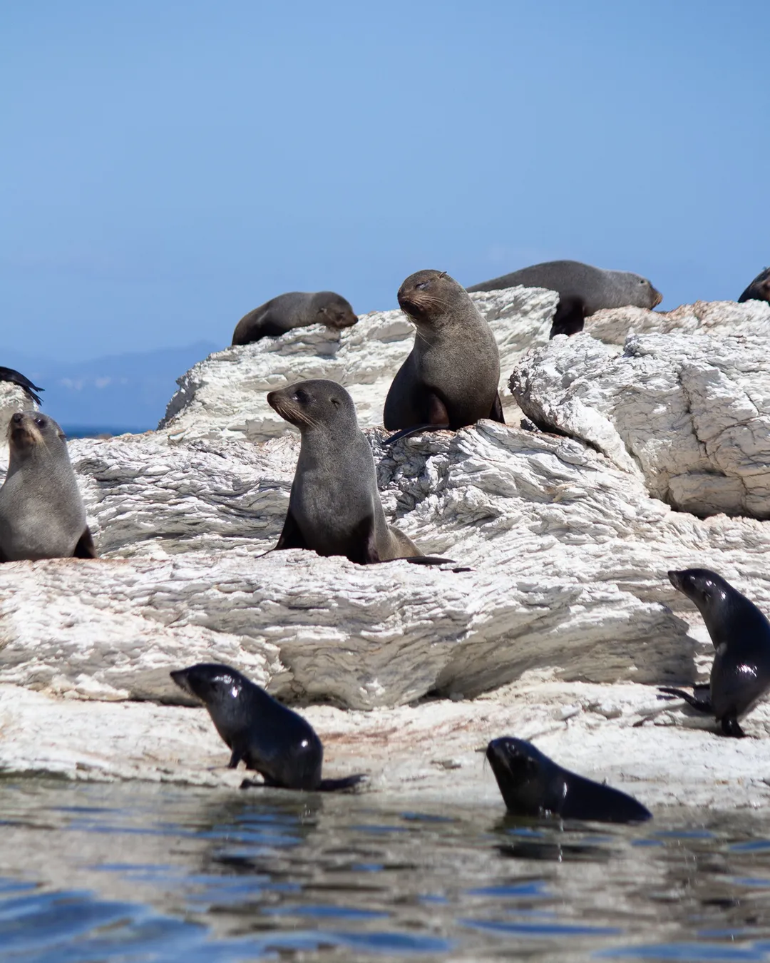 Kaikoura Seal Colony