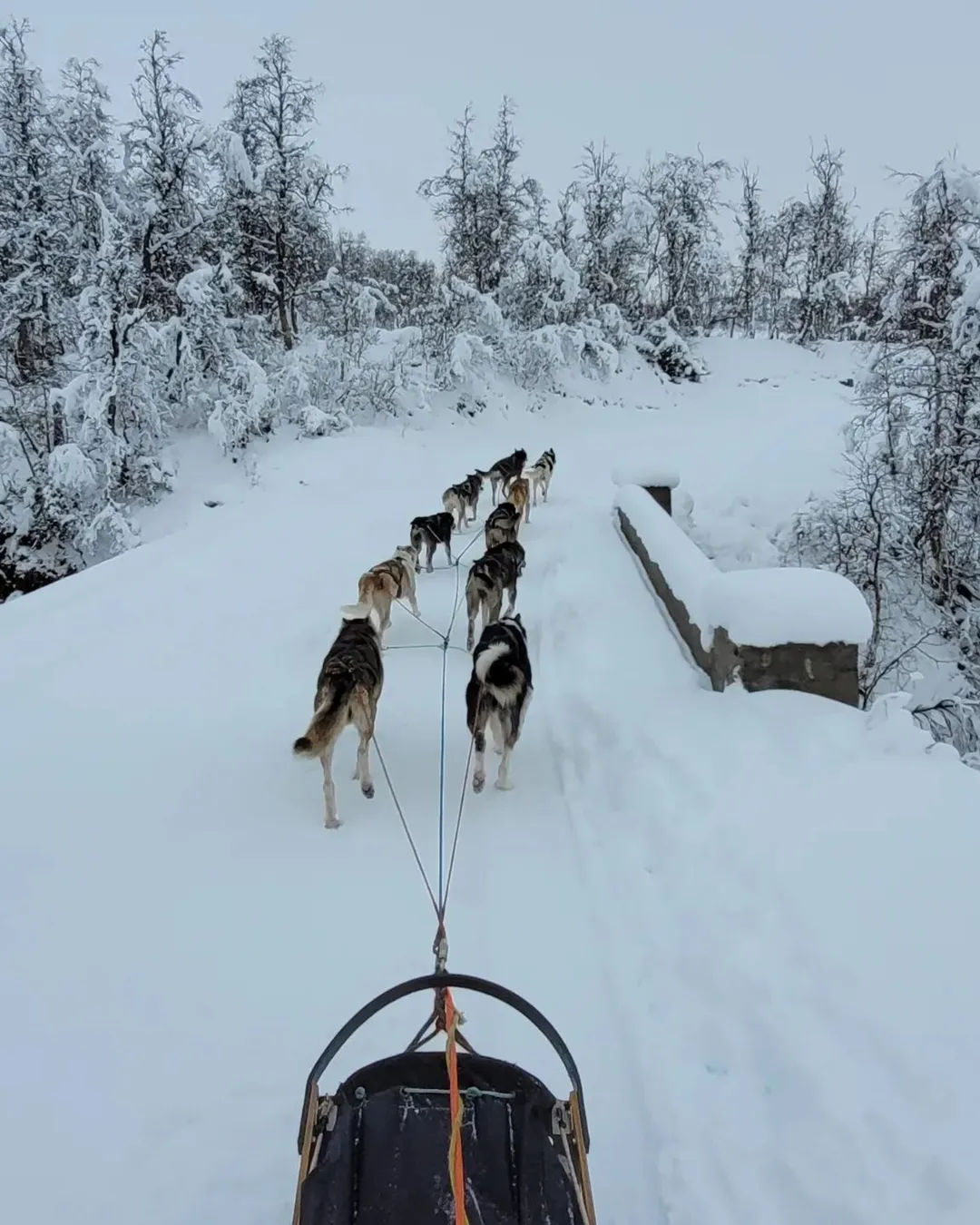 Telemark Husky Tour