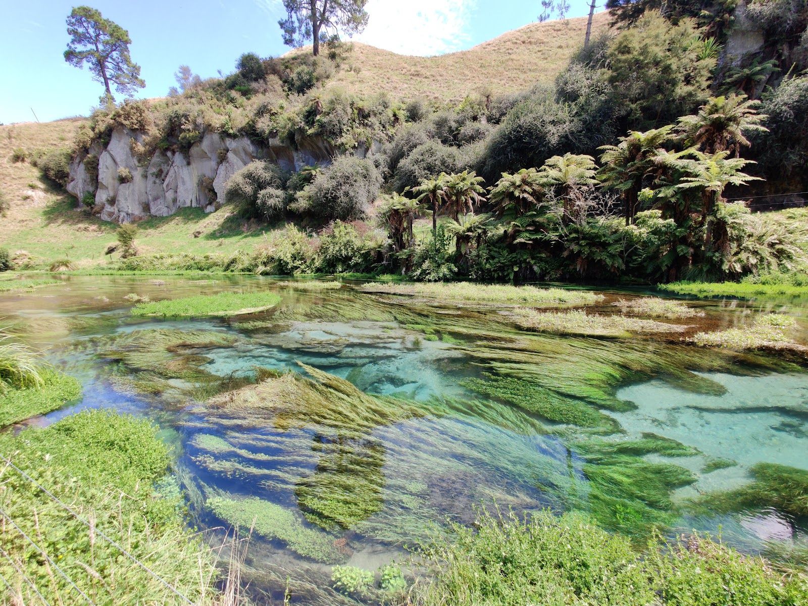 Putaruru Blue Spring