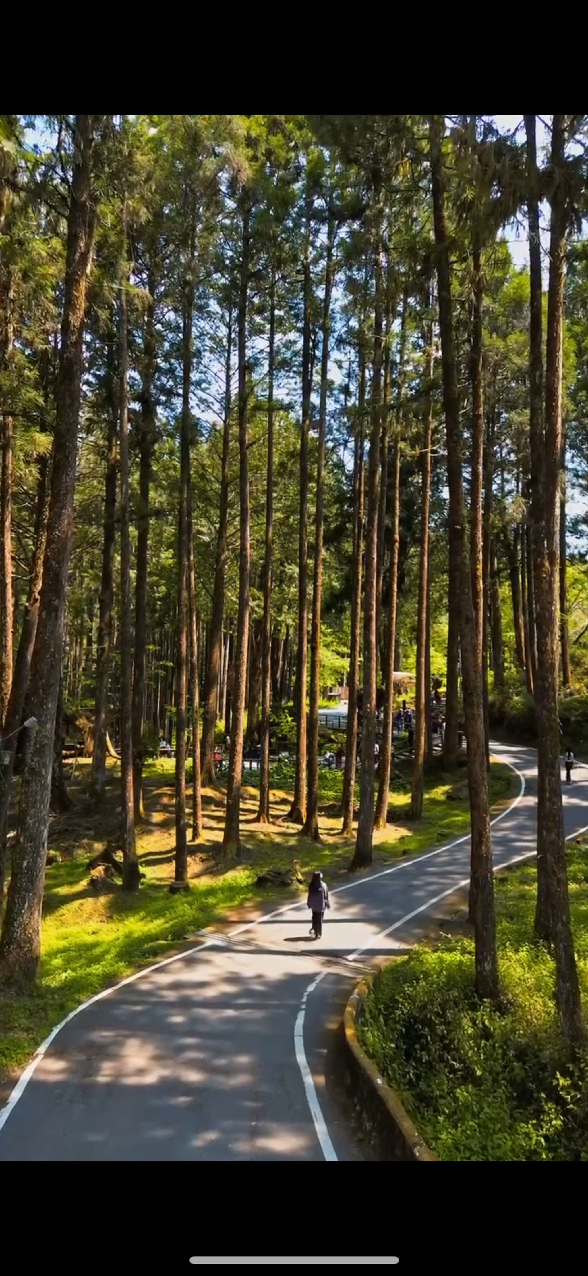 Alishan National Park