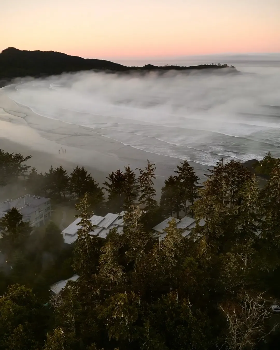 Tofino