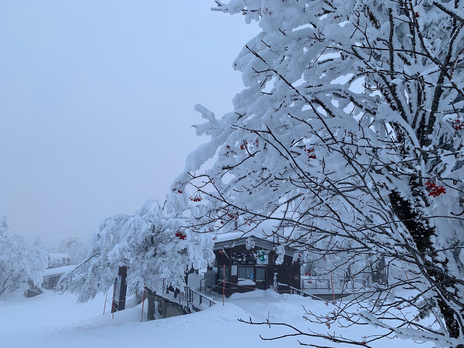 Zao Snow Monsters - Rural Travels, Japan - Rexby