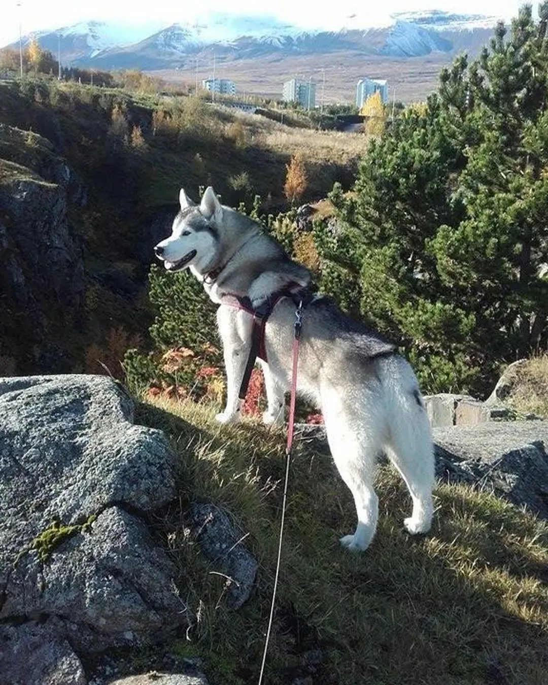 goHusky Dogsledding Tours