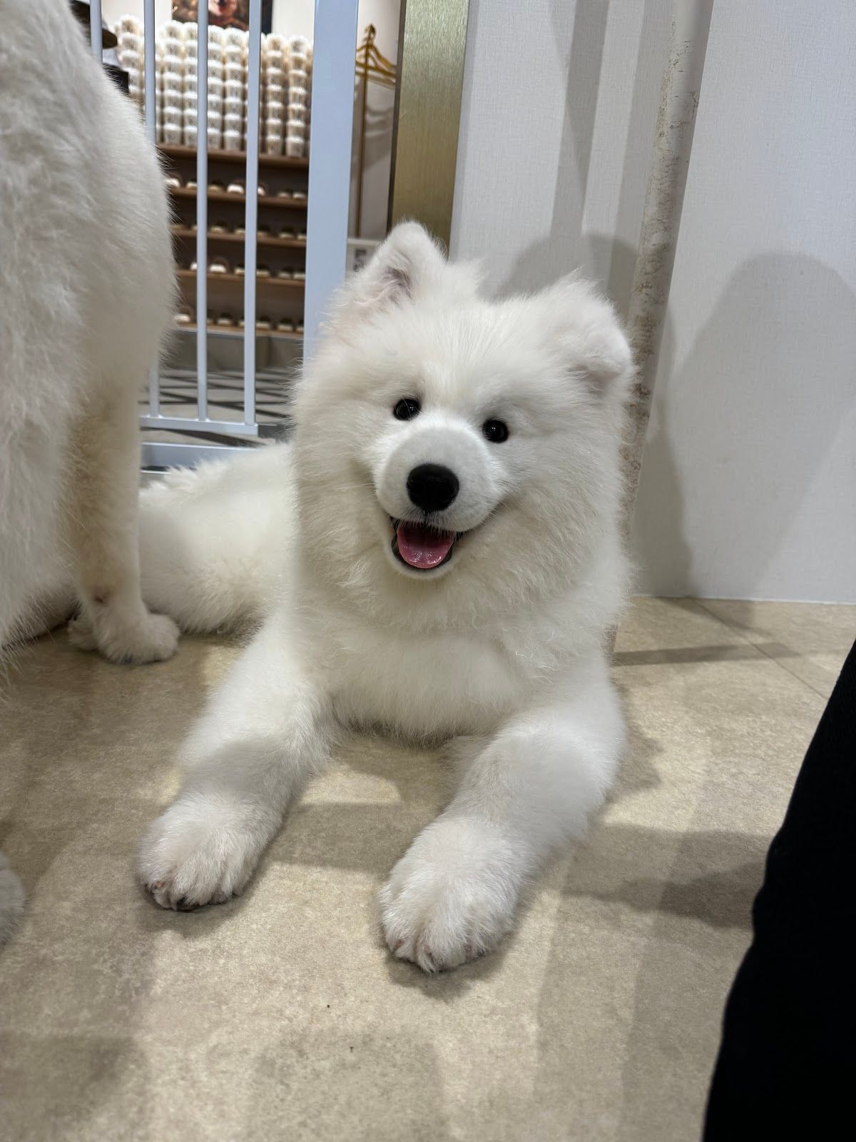 Samoyed/365DayDenim サモエド デニム